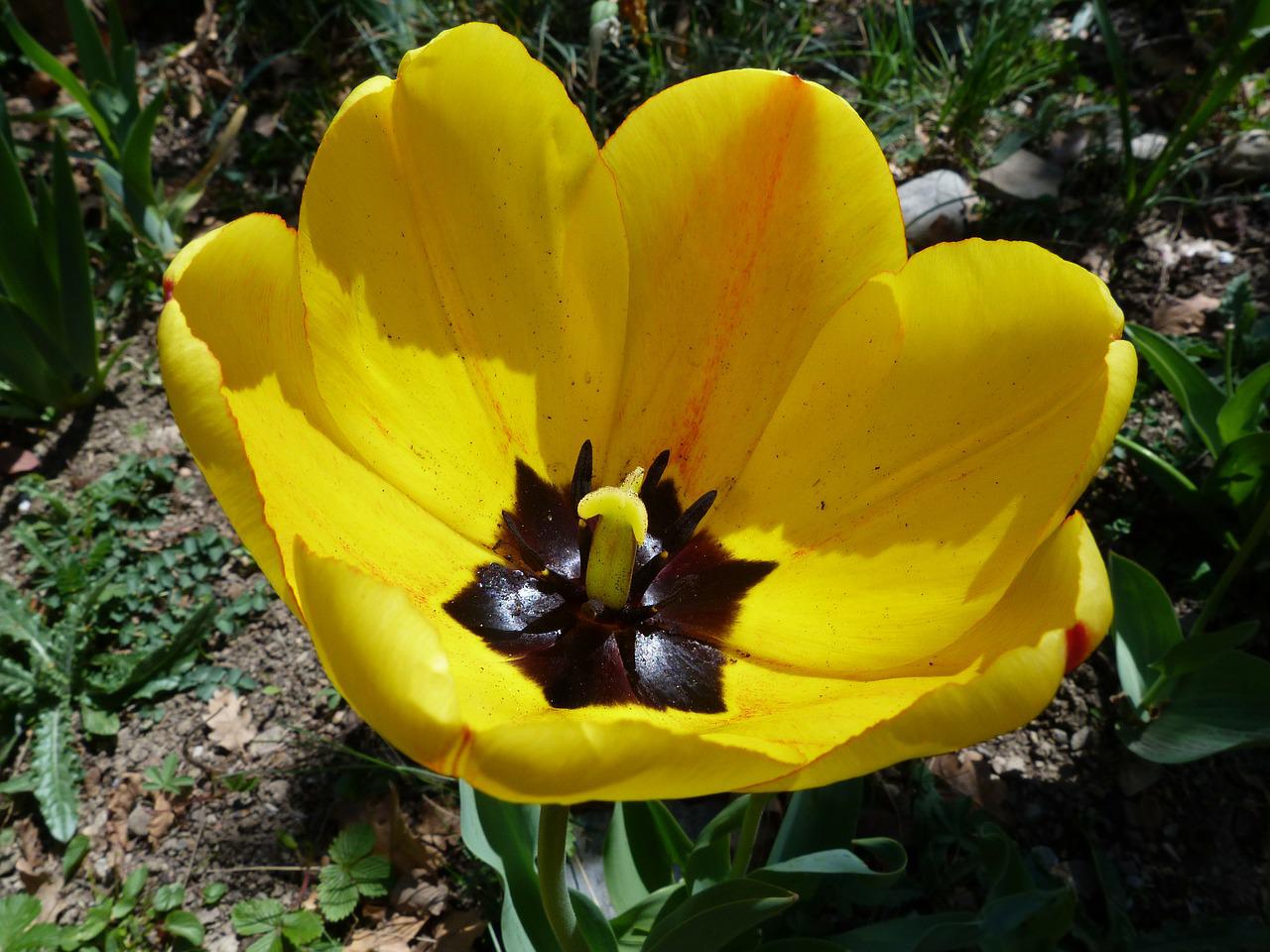 Черный тюльпан с желтой серединкой