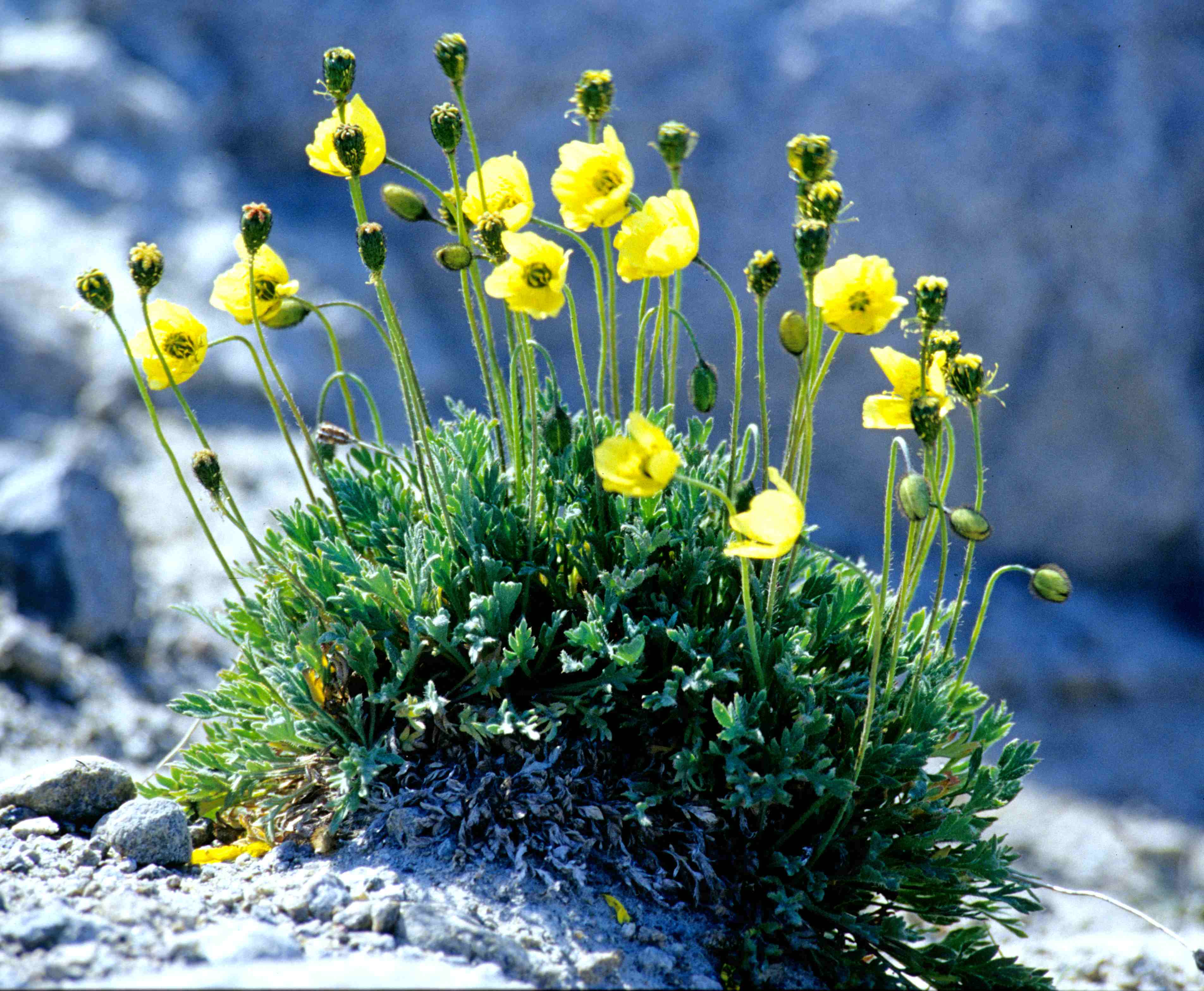 Мак Полярный (Papaver radicatum)