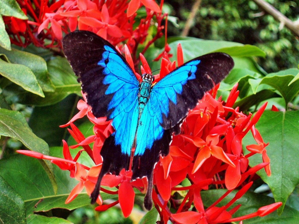 Тропические бабочки Австралии