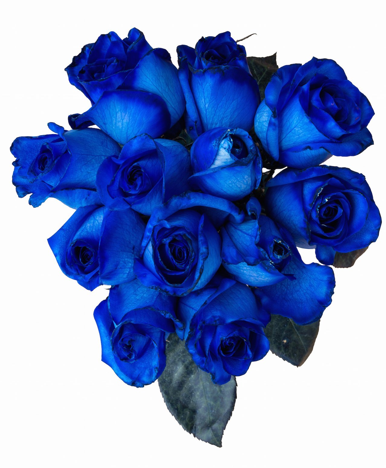 Роза синяя Эквадор тинтед Блум