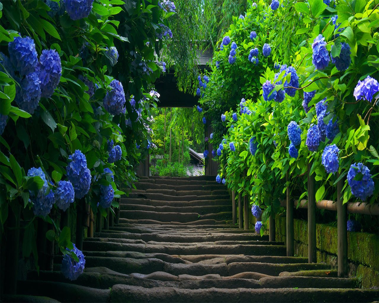 Сад с голубыми цветами
