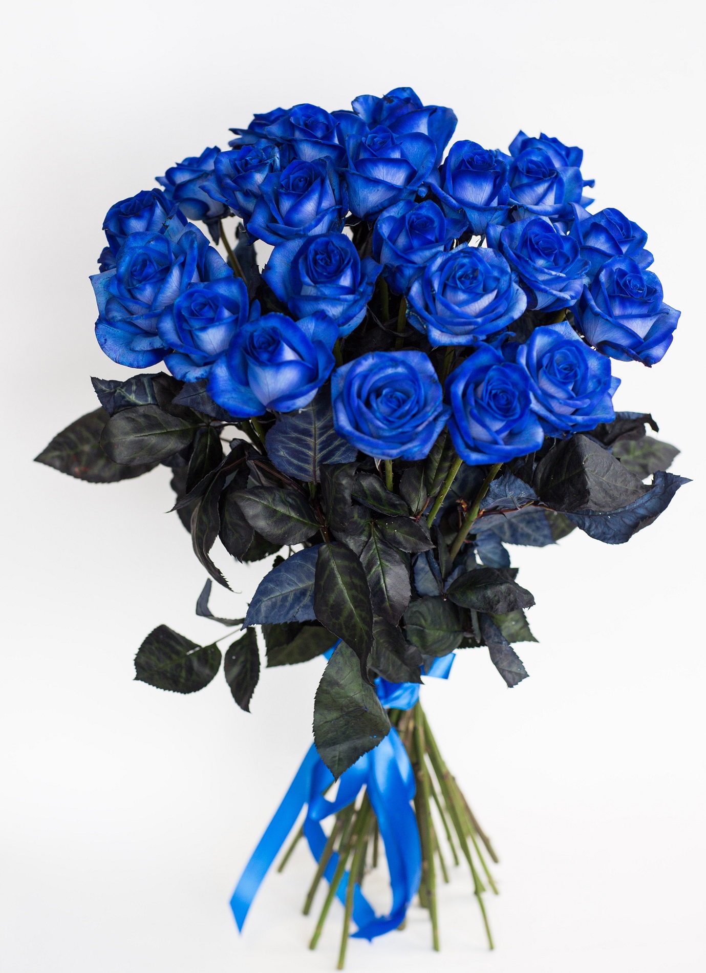 Куст синих роз
