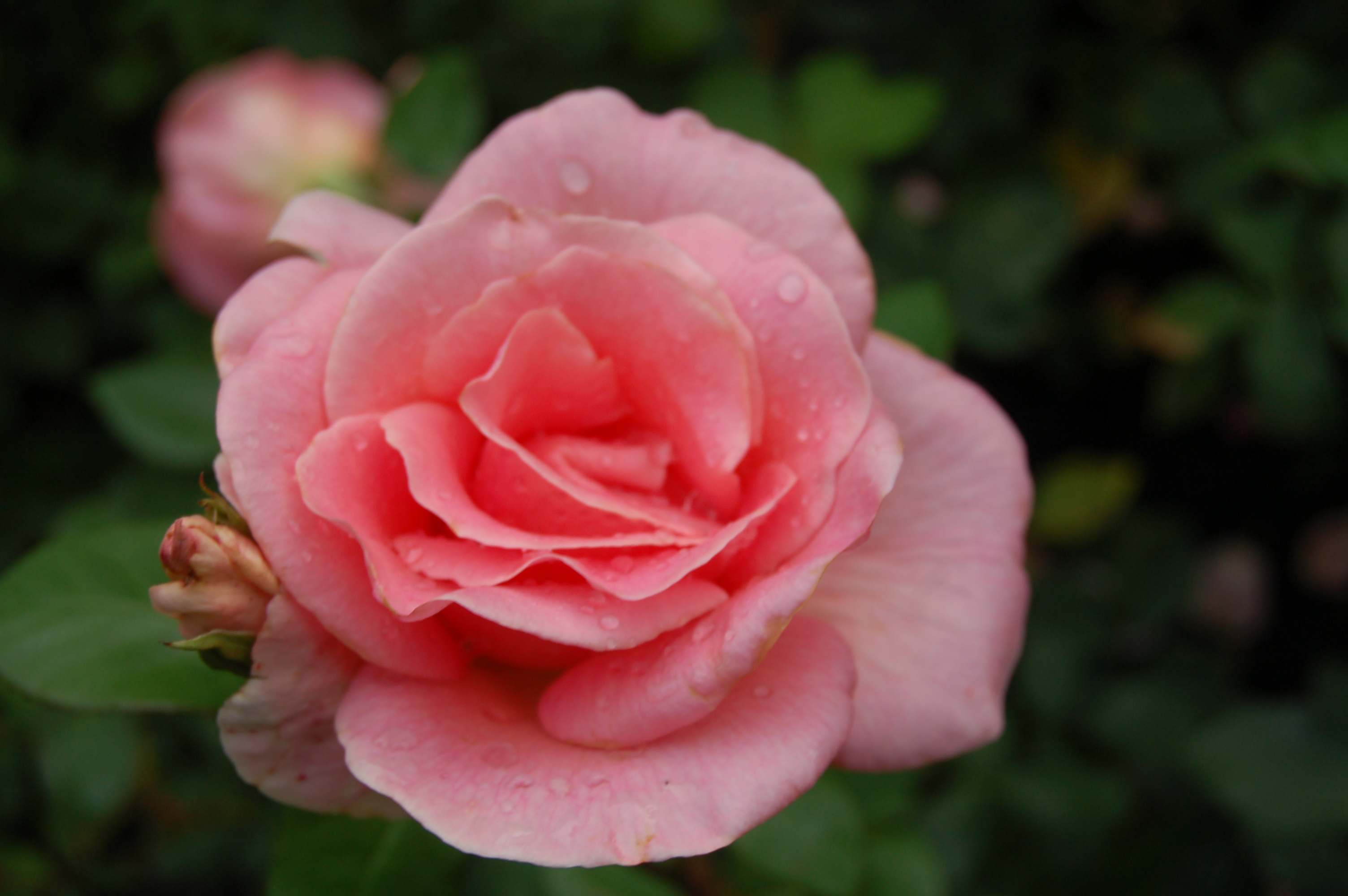 Роза саммер Холидей чайно-гибридная