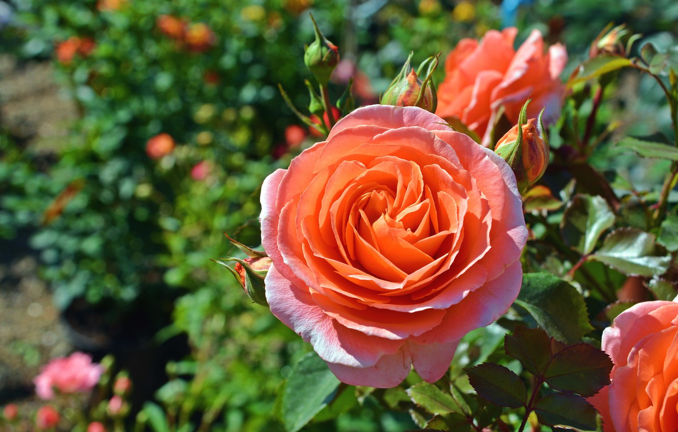 Роза Гарден оранжевая