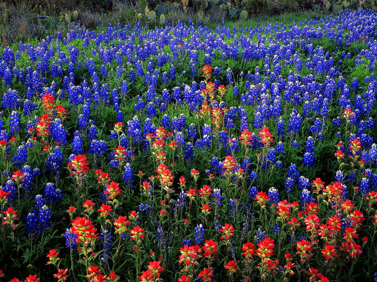 Люпины Bluebonnet