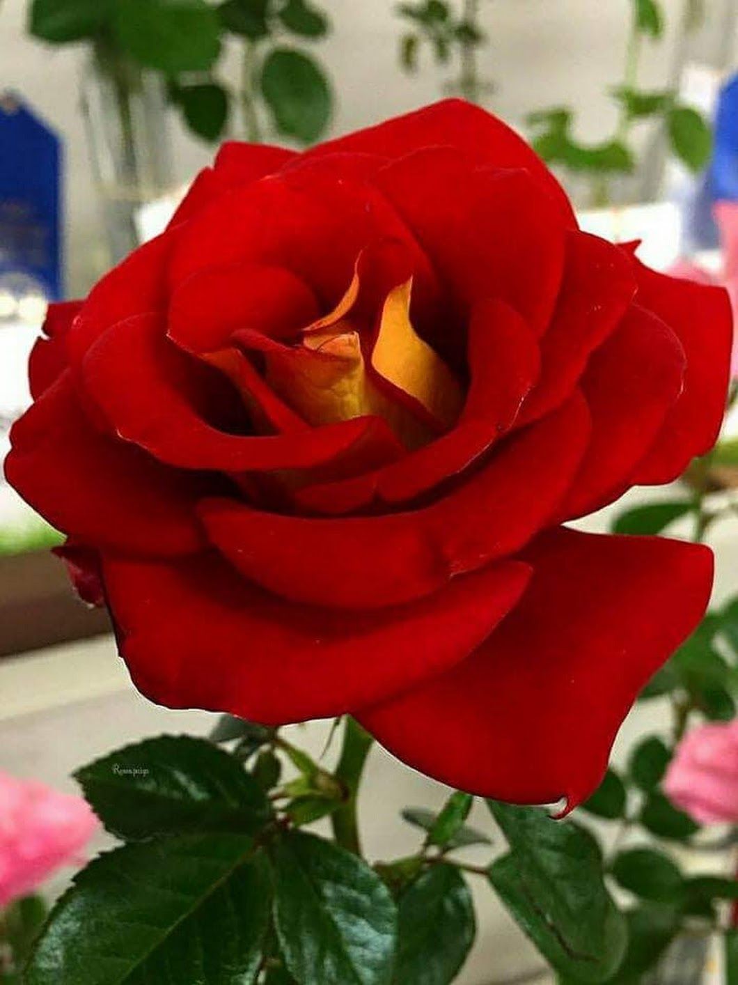 Роза classy