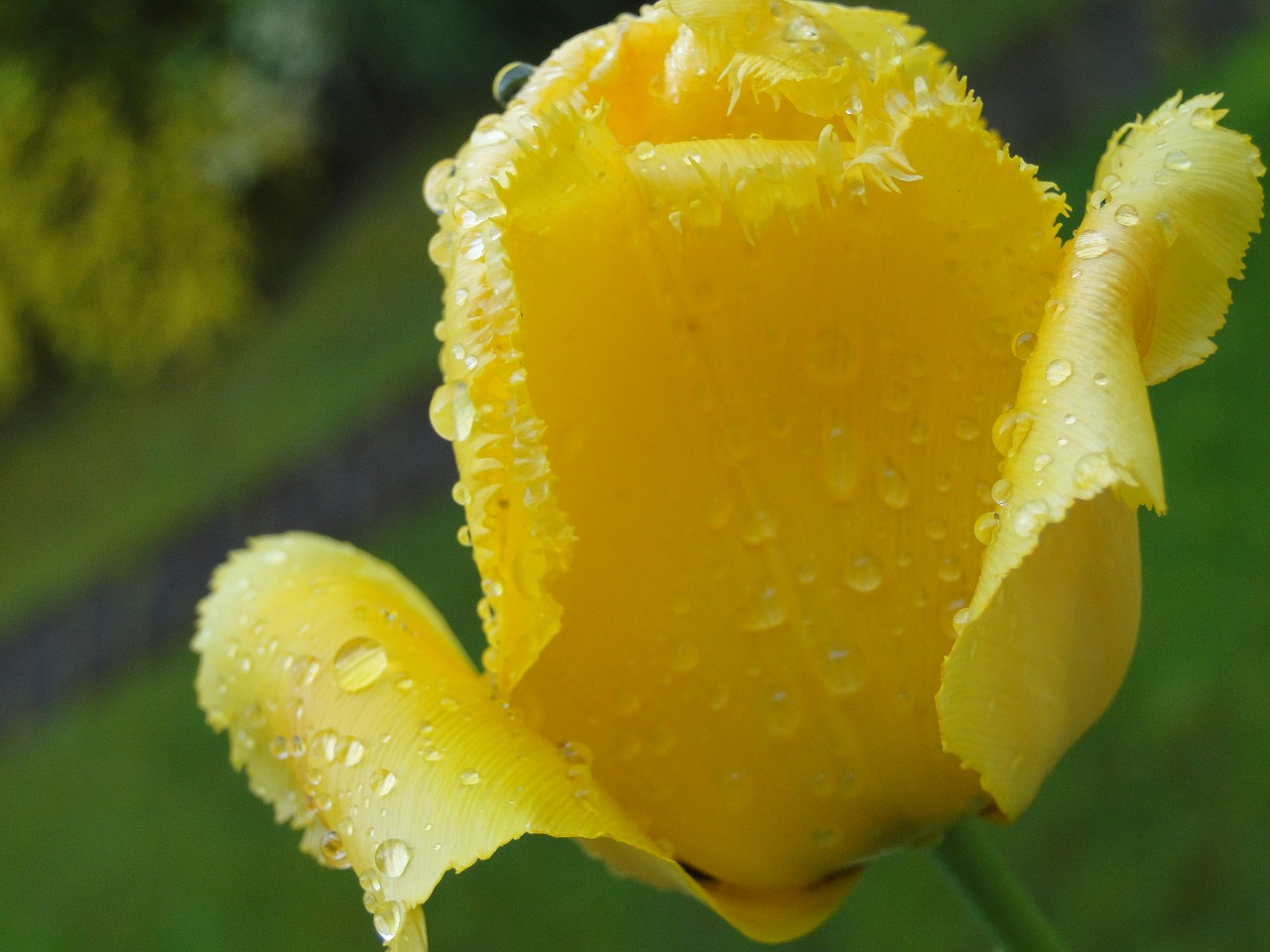 Тюльпан Yellow Baby (1шт.)