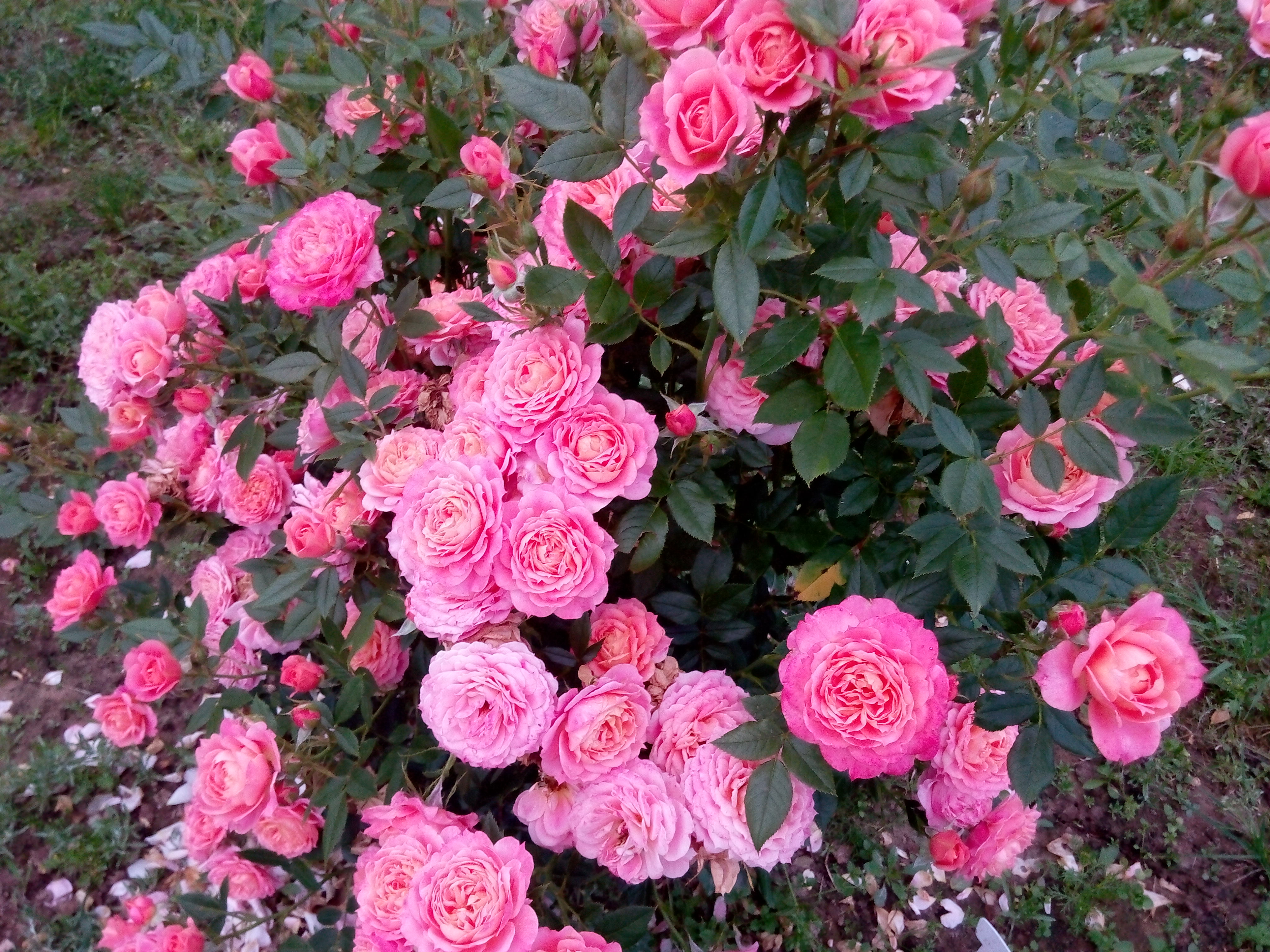 Роза бордюрная Сансет