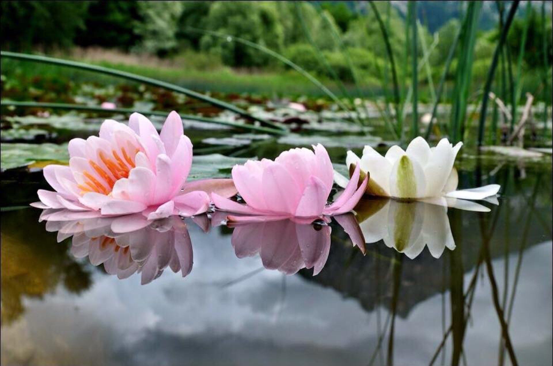 Озеро с цветущими лотосами