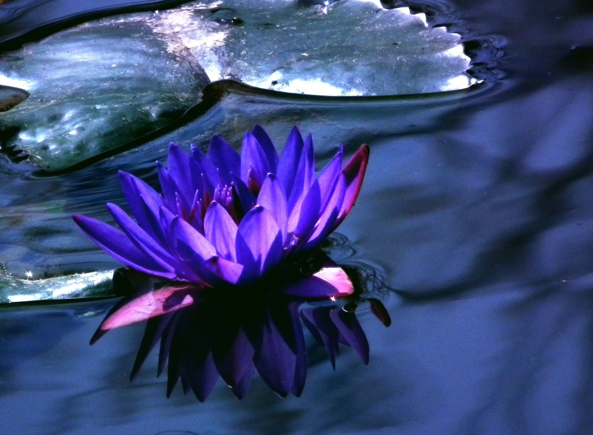 Голубой Лотос цветок