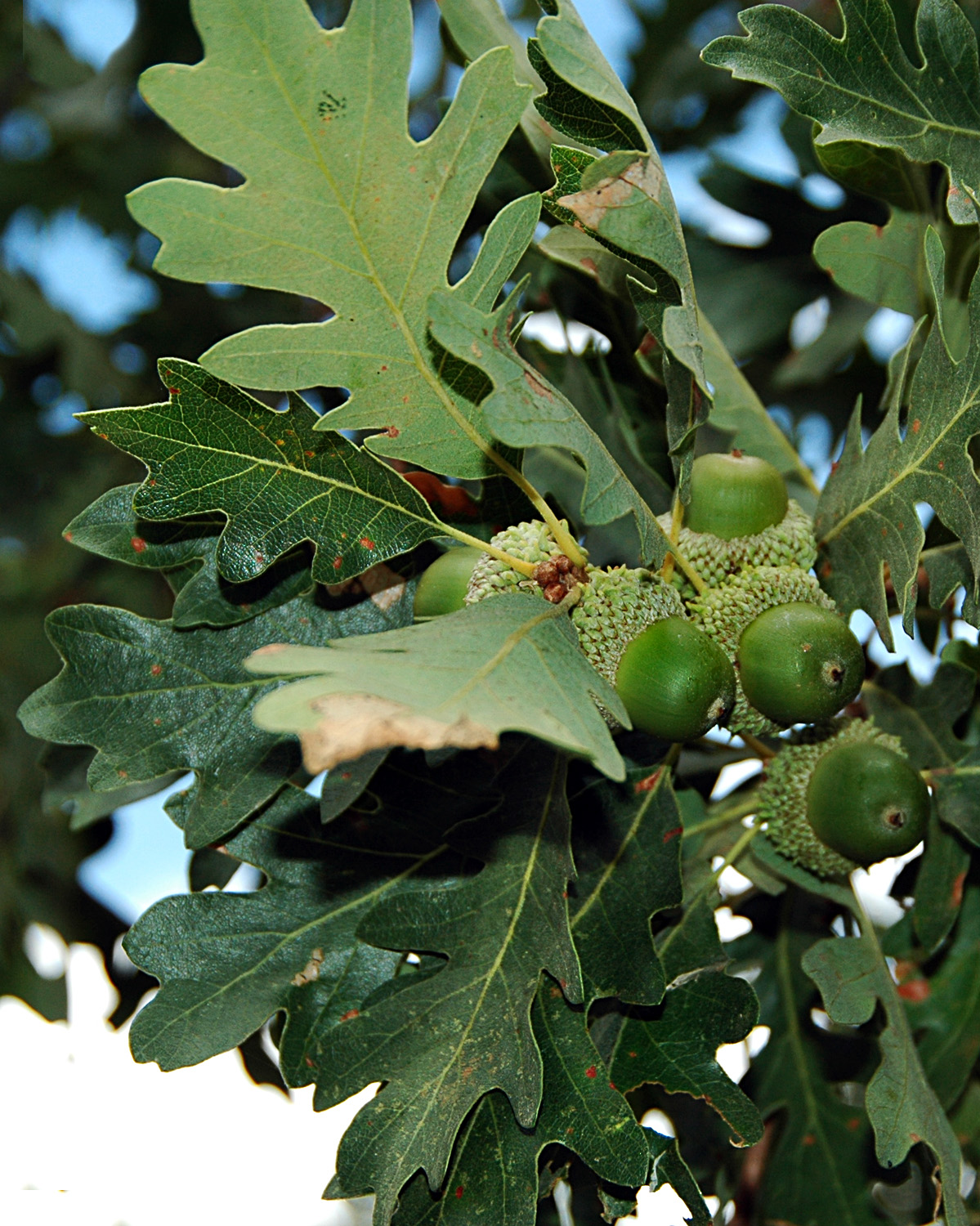 Quercus macranthera жёлудь