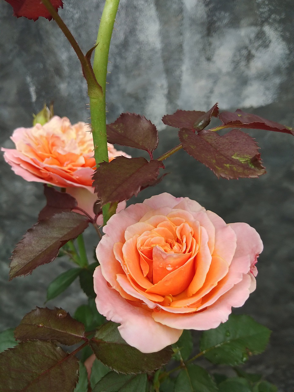 Сорт розы Эдит