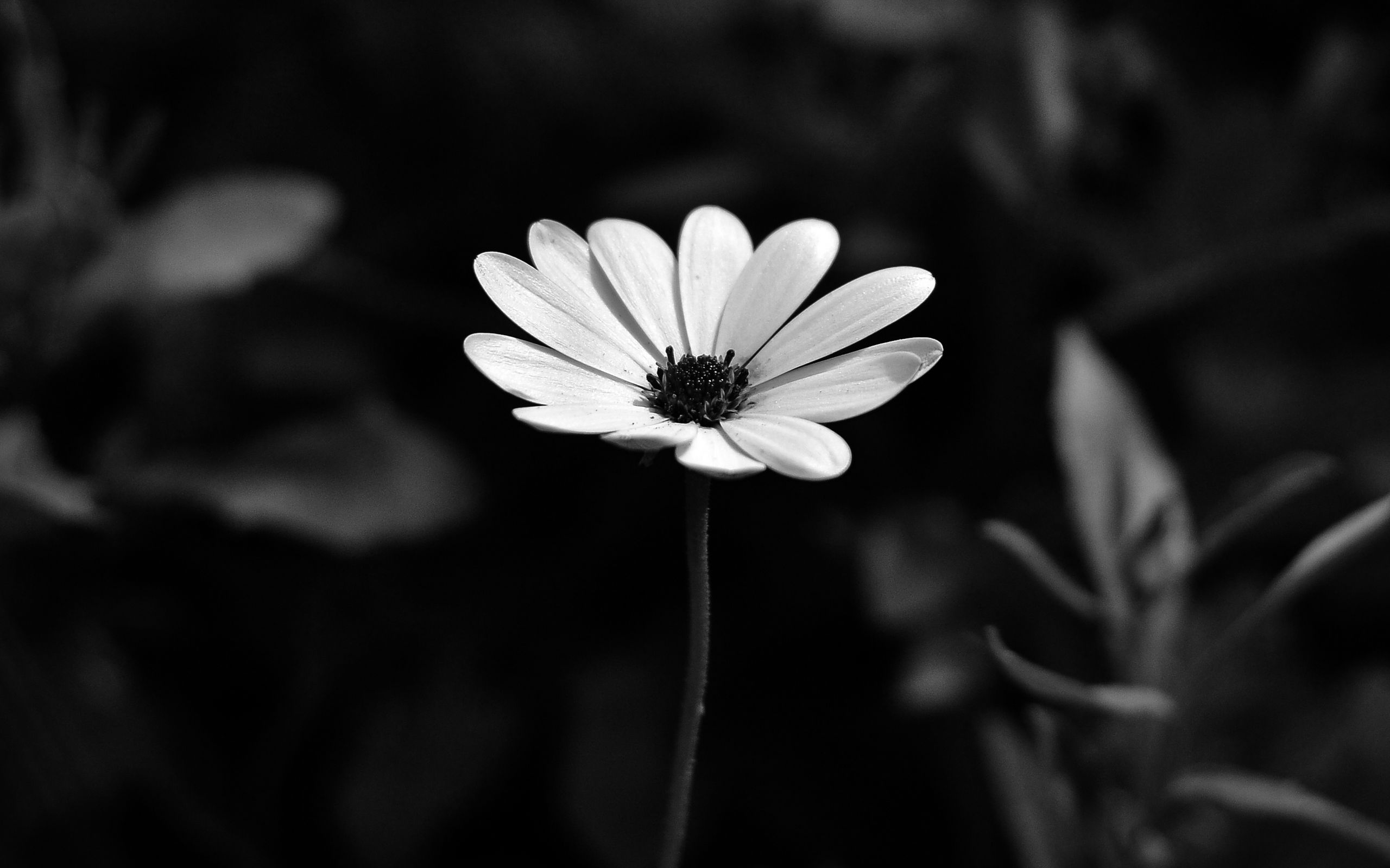 Белые цветы на черном