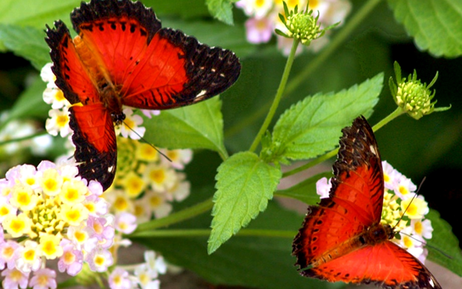 Порхающие цветы бабочки