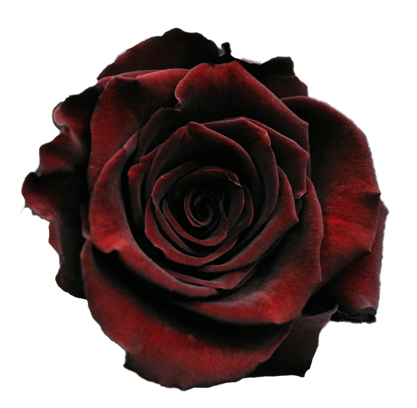 Роза Black-Baccara