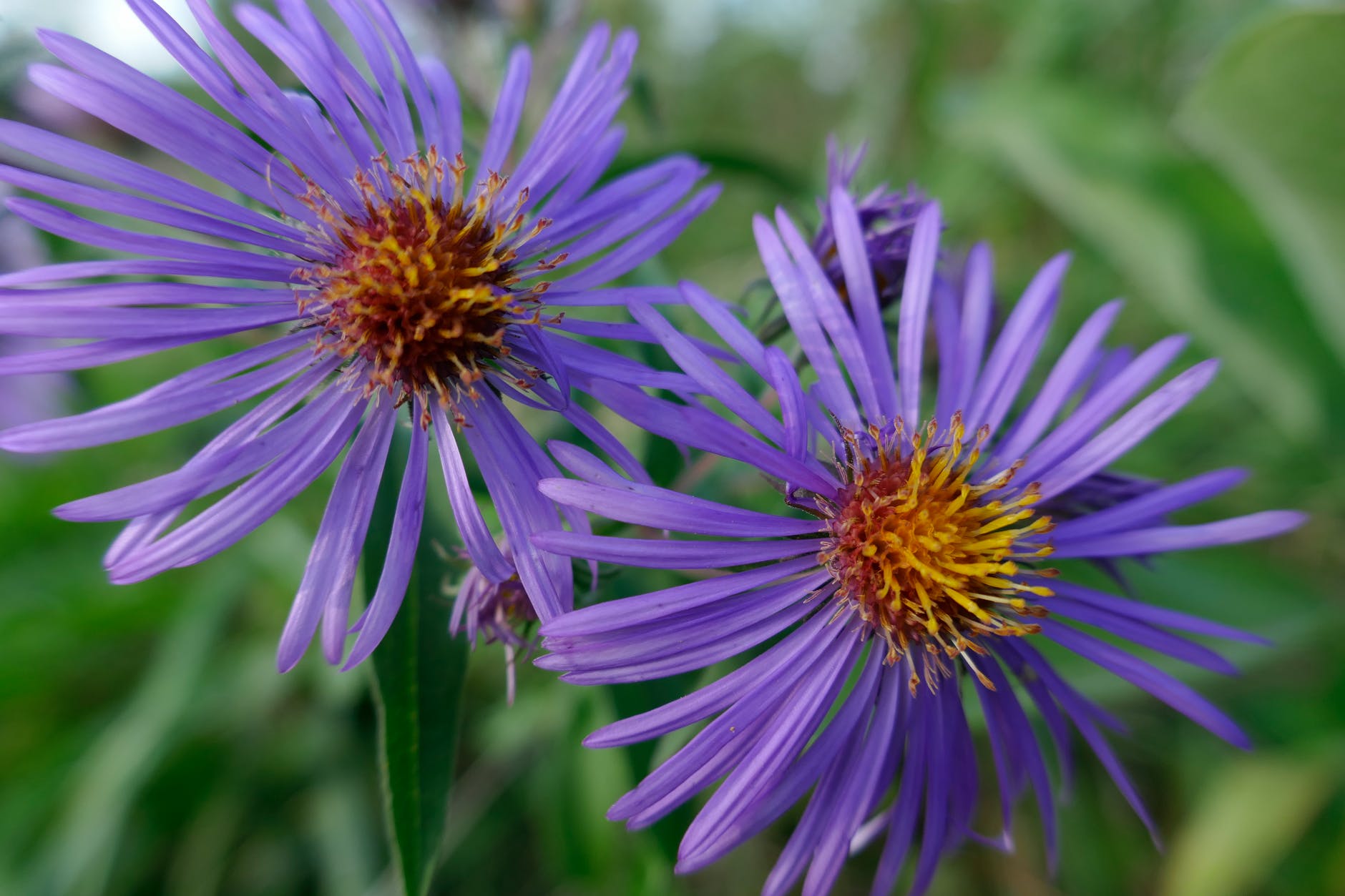 Полевое растение с фиолетовыми цветами c ;tknvb nsxyrfvb