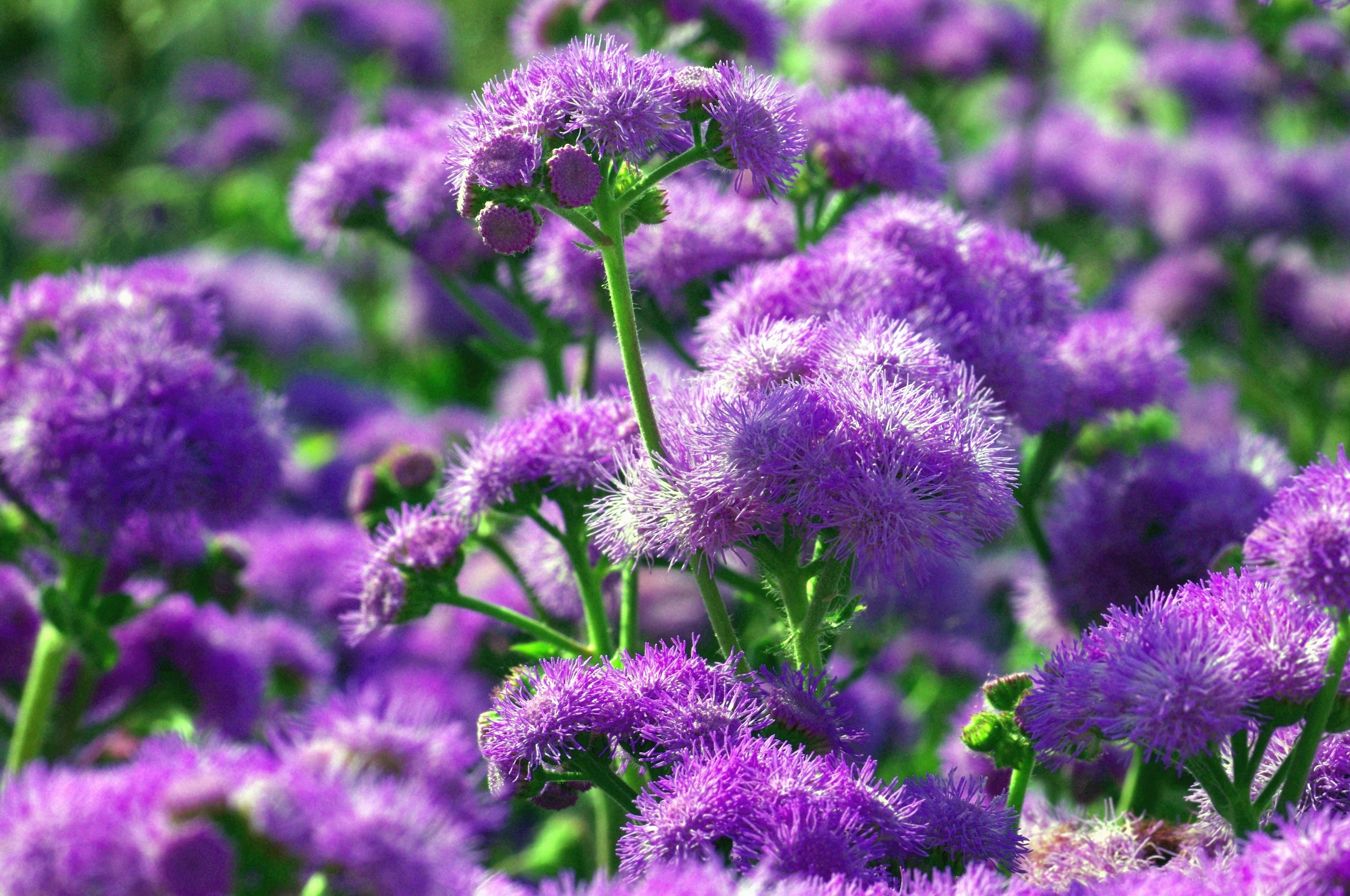 Цветок Луговой С Фиолетовыми Цветами