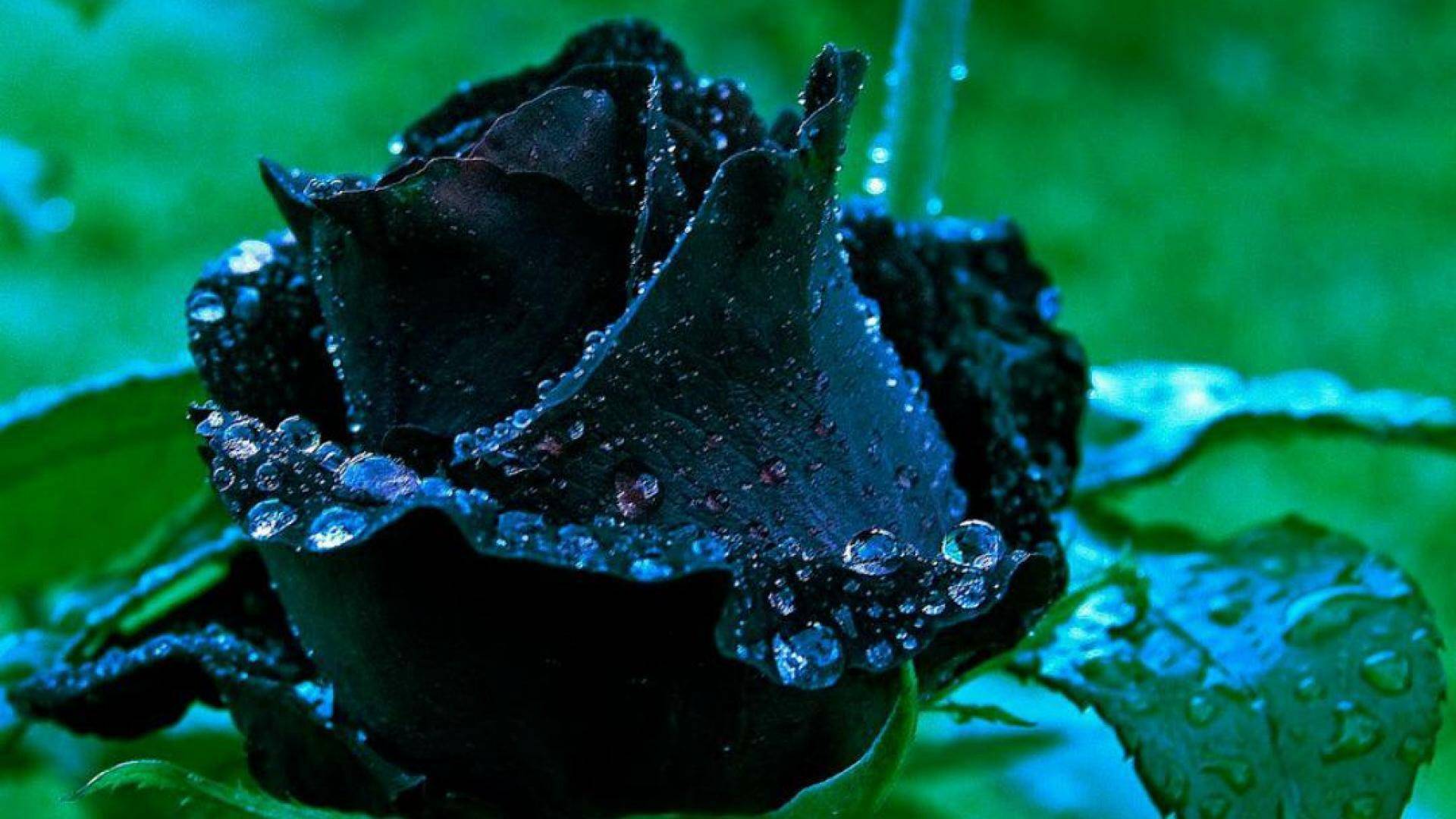 Розы темные