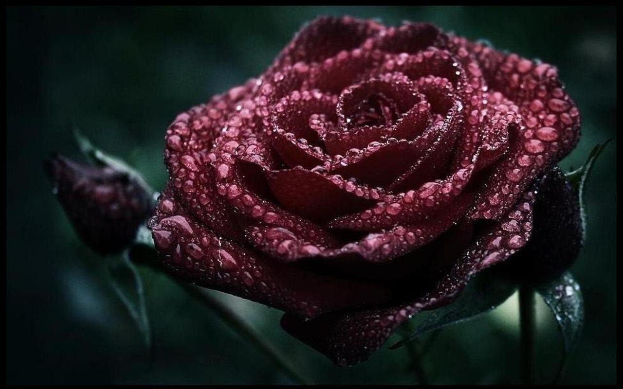 Красивые темно бордовые розы