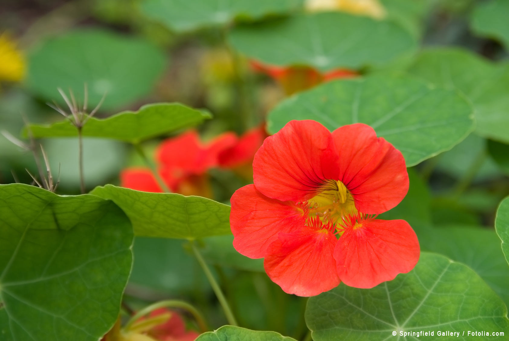 Nasturtium Purple Emperor