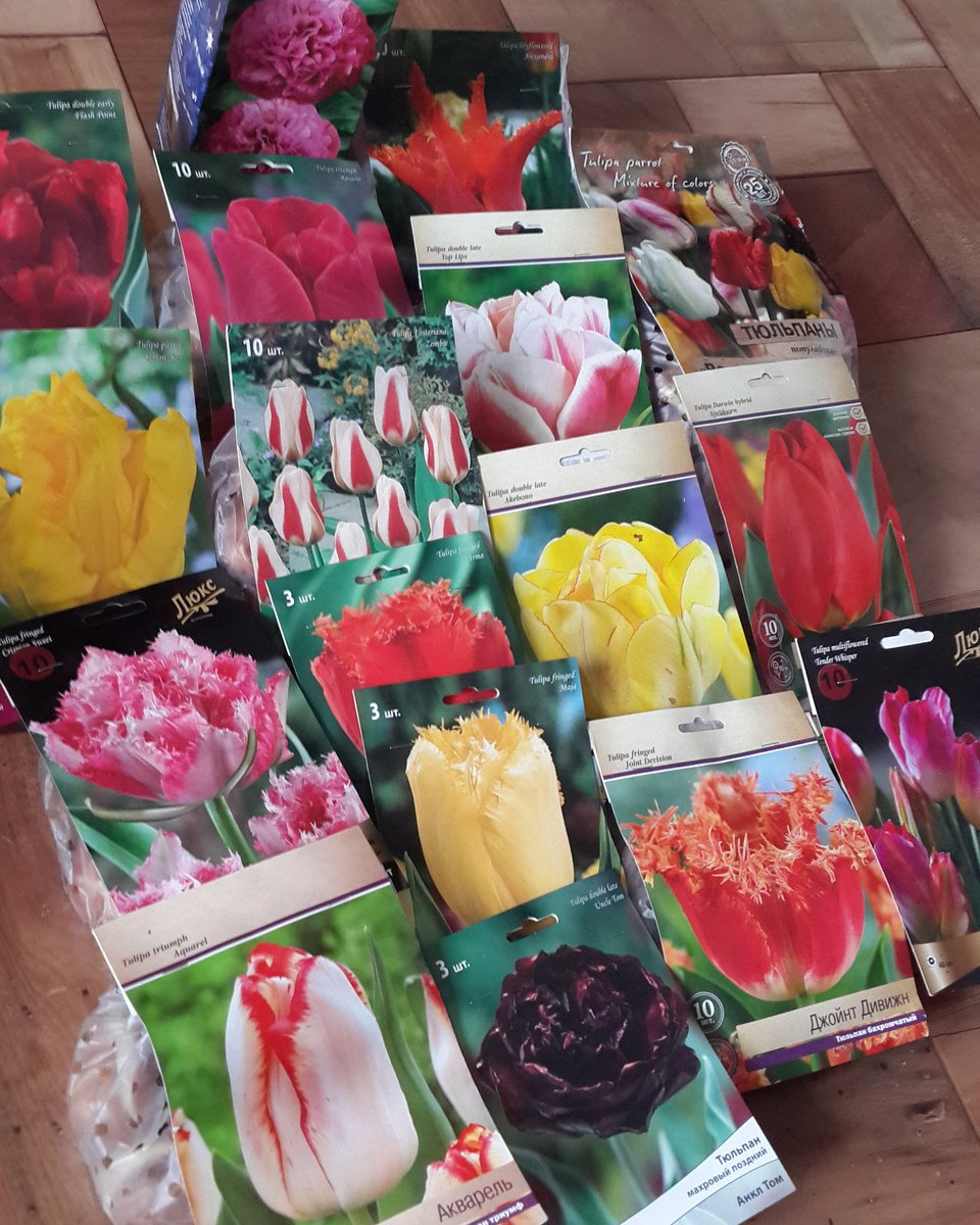 Где Купить Луковицы Тюльпанов В Челябинске