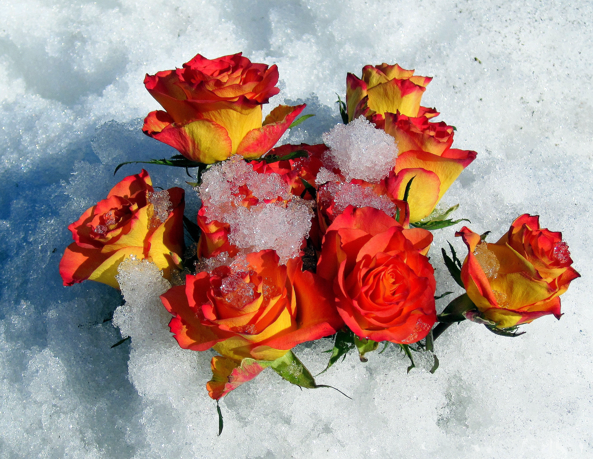 Яркие цветы на снегу