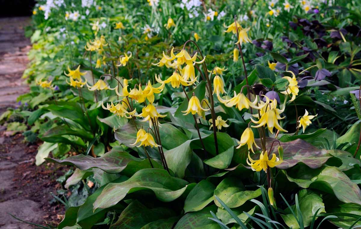 Кандык (Erythronium)