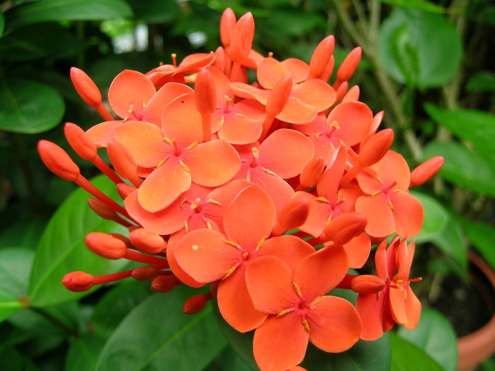 оранжевые домашние цветы фото и названия
