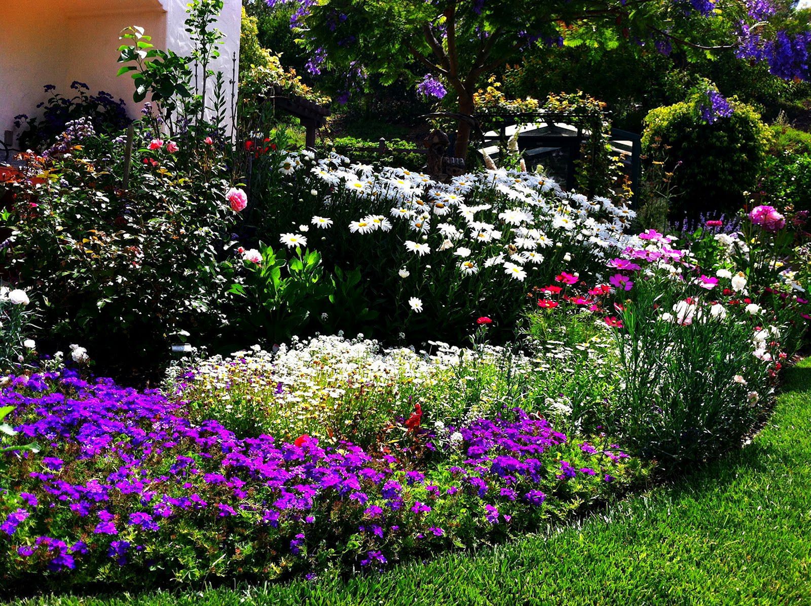 Цветы В Саду И На Даче Фото