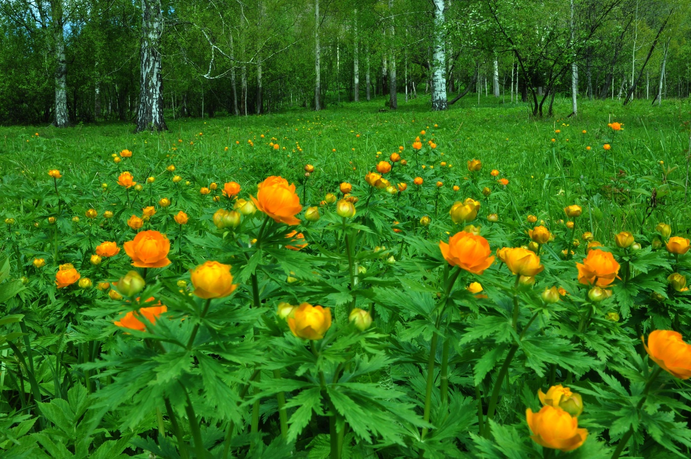 Сибирская купальница жарки