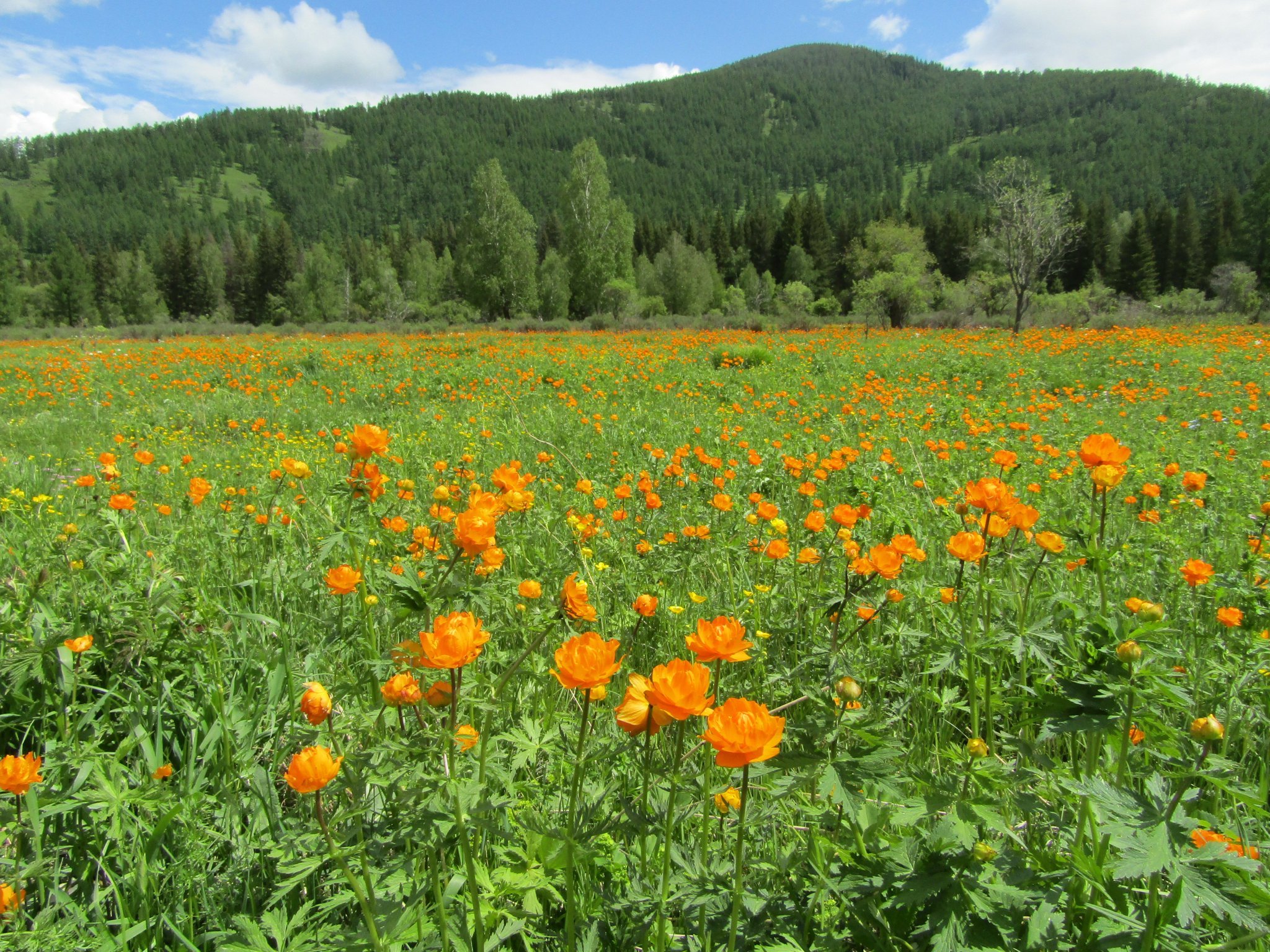 Купальница Алтайская