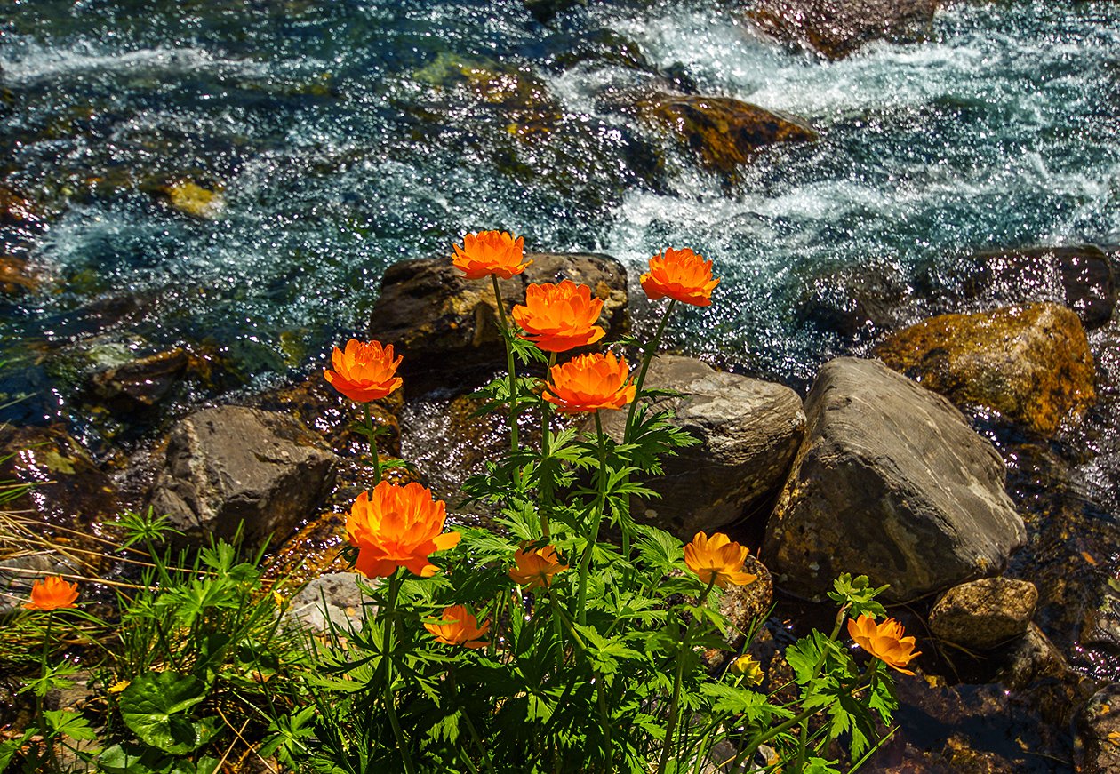 Цветы у ручья