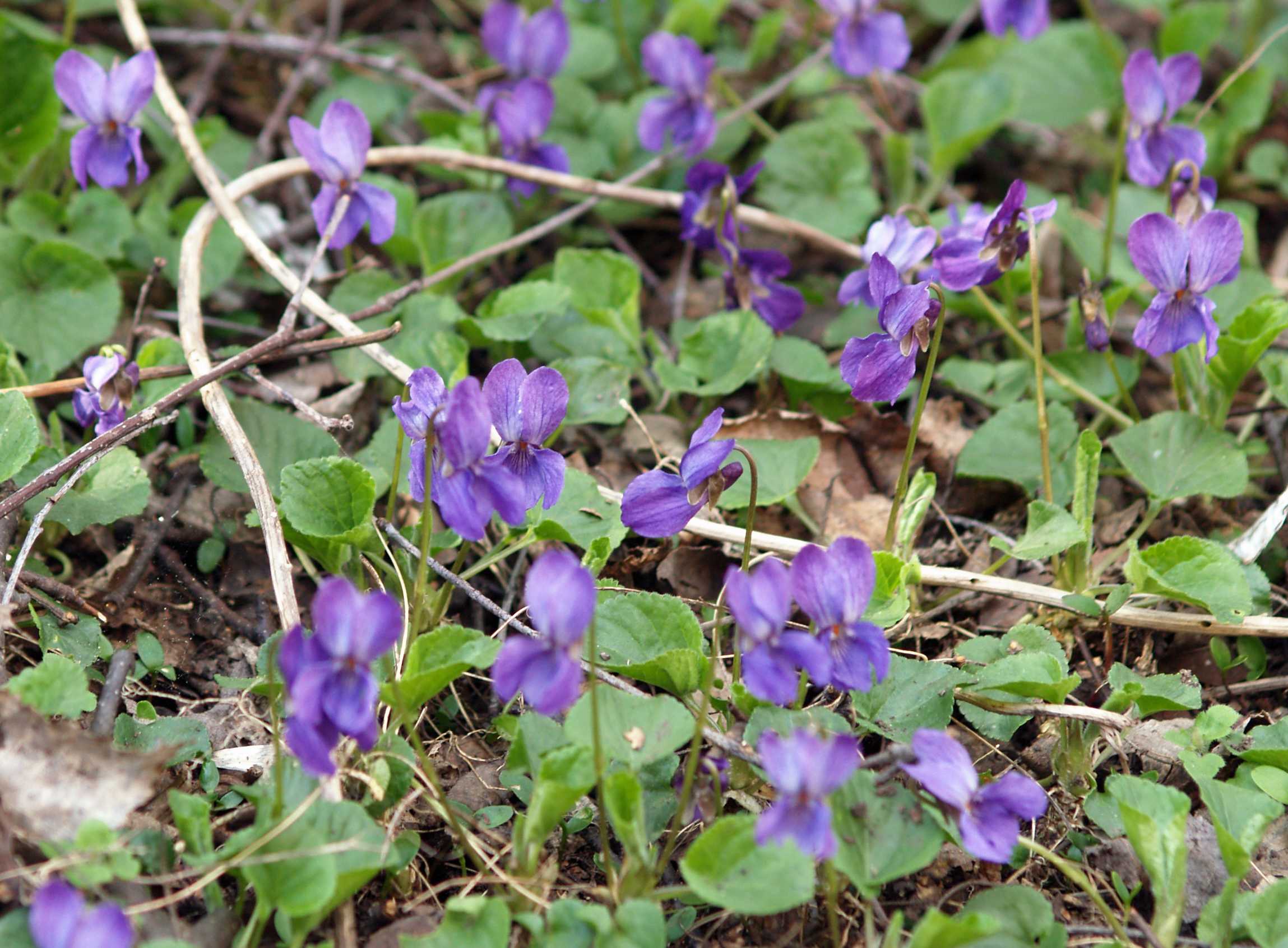 Фиалка маньчжурская (Viola mandshurica)