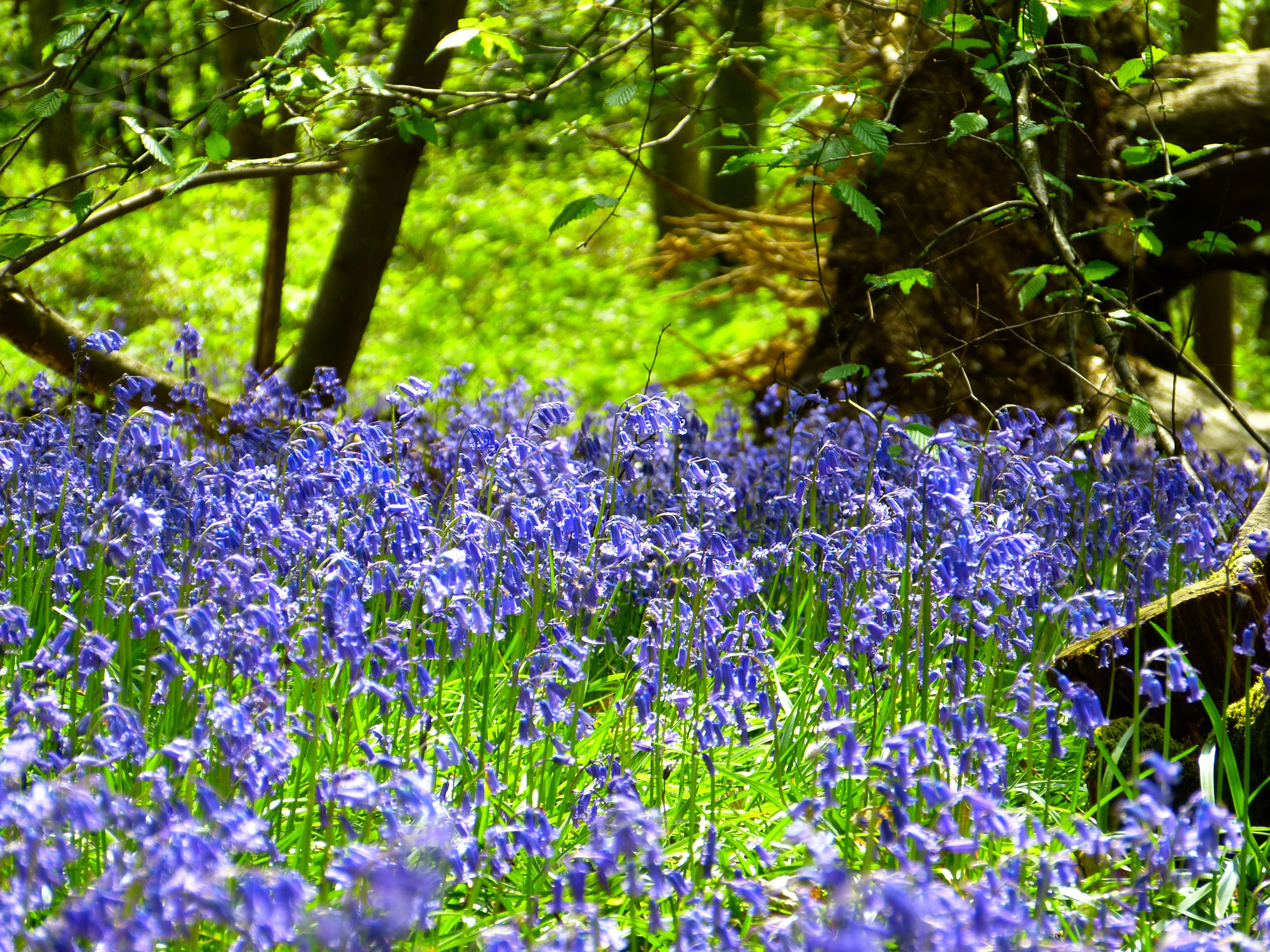 Синие цветочки в лесу