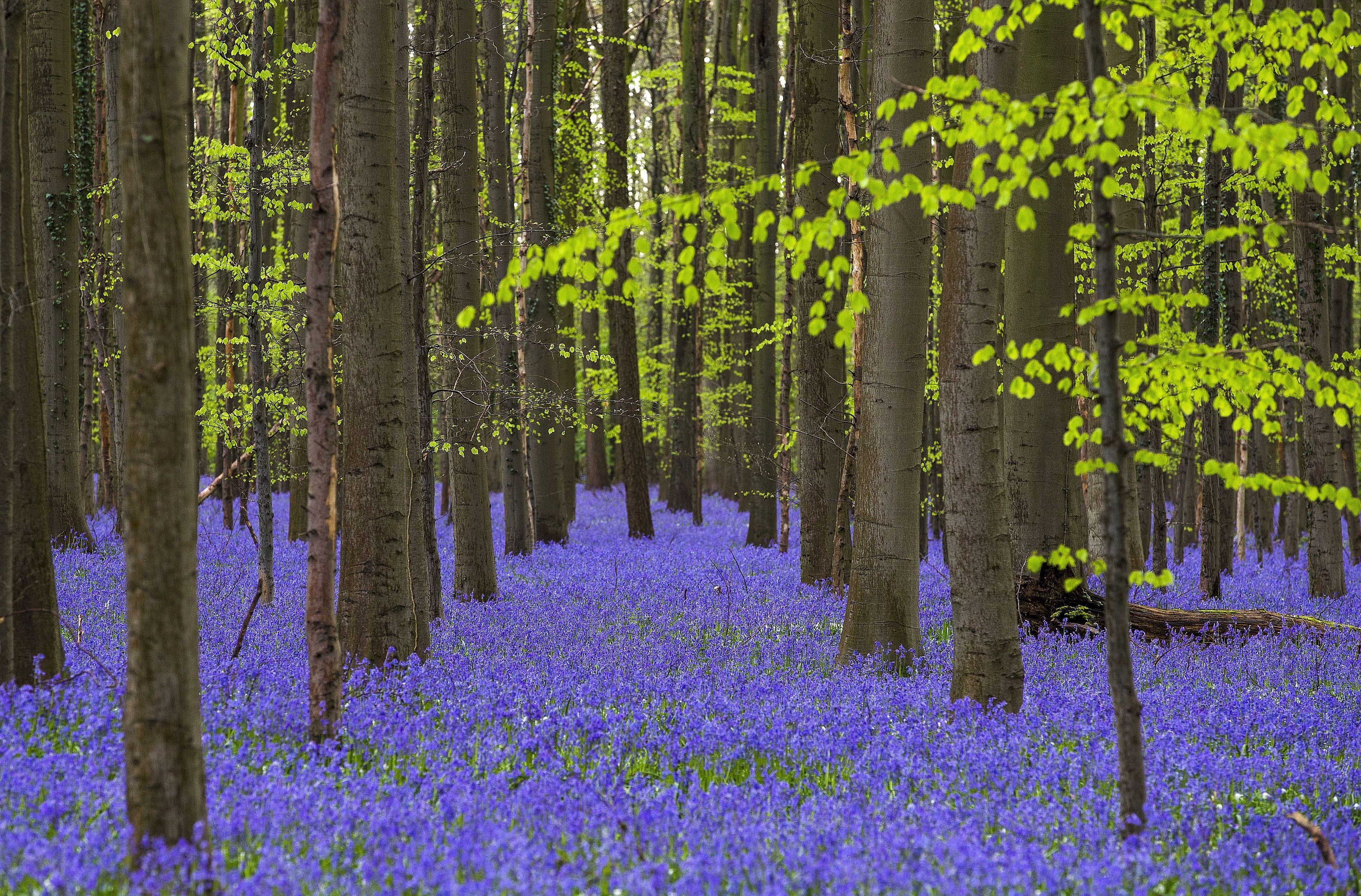 Синий-лес---Халлербос-бук.лес-Бельгия