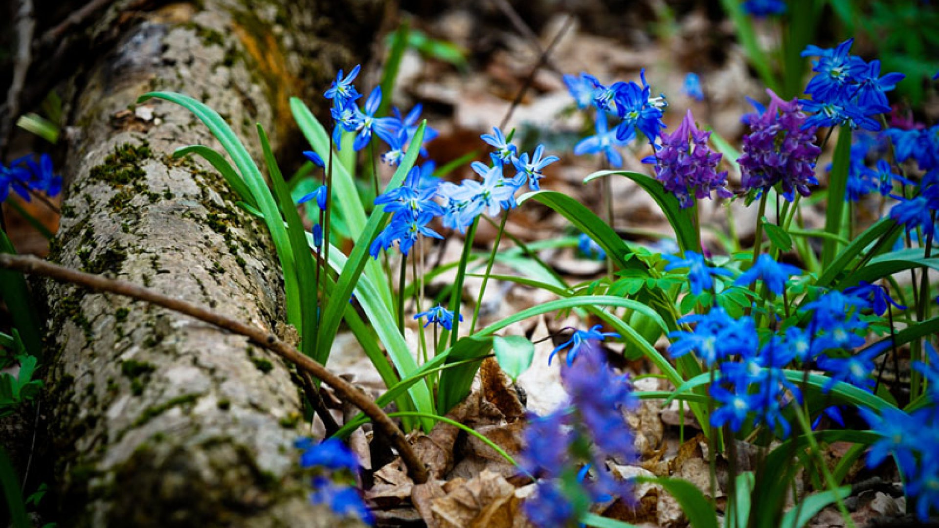 Цветы Лесные весенние голубые