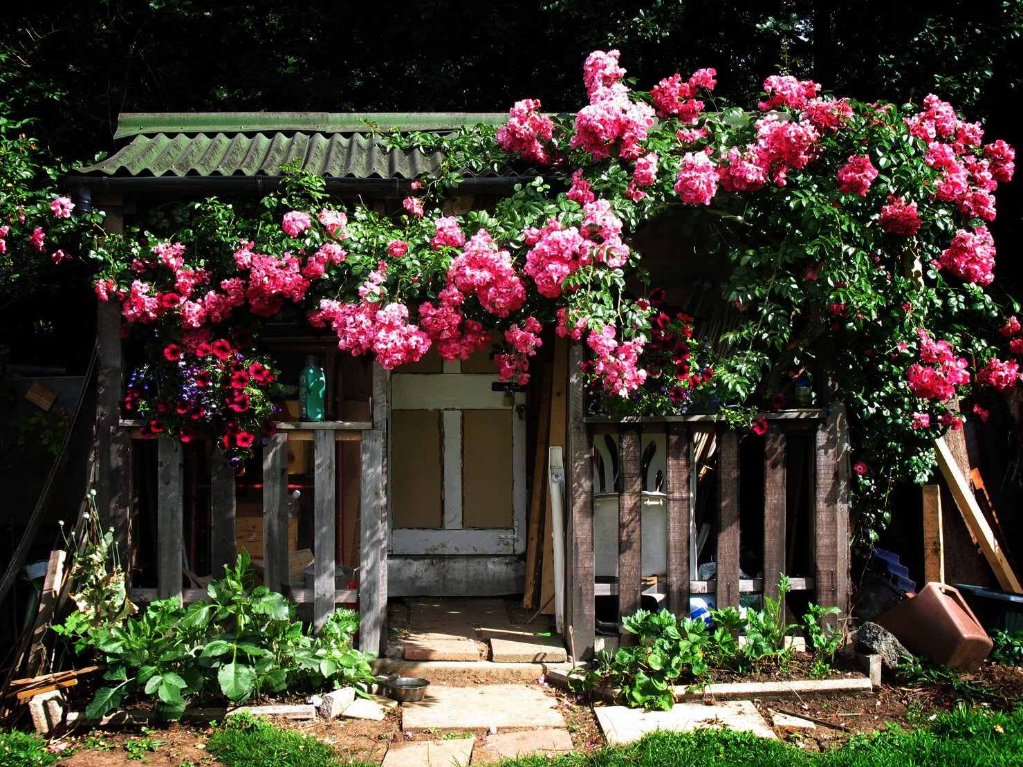 Колониальный сад плетистые розы