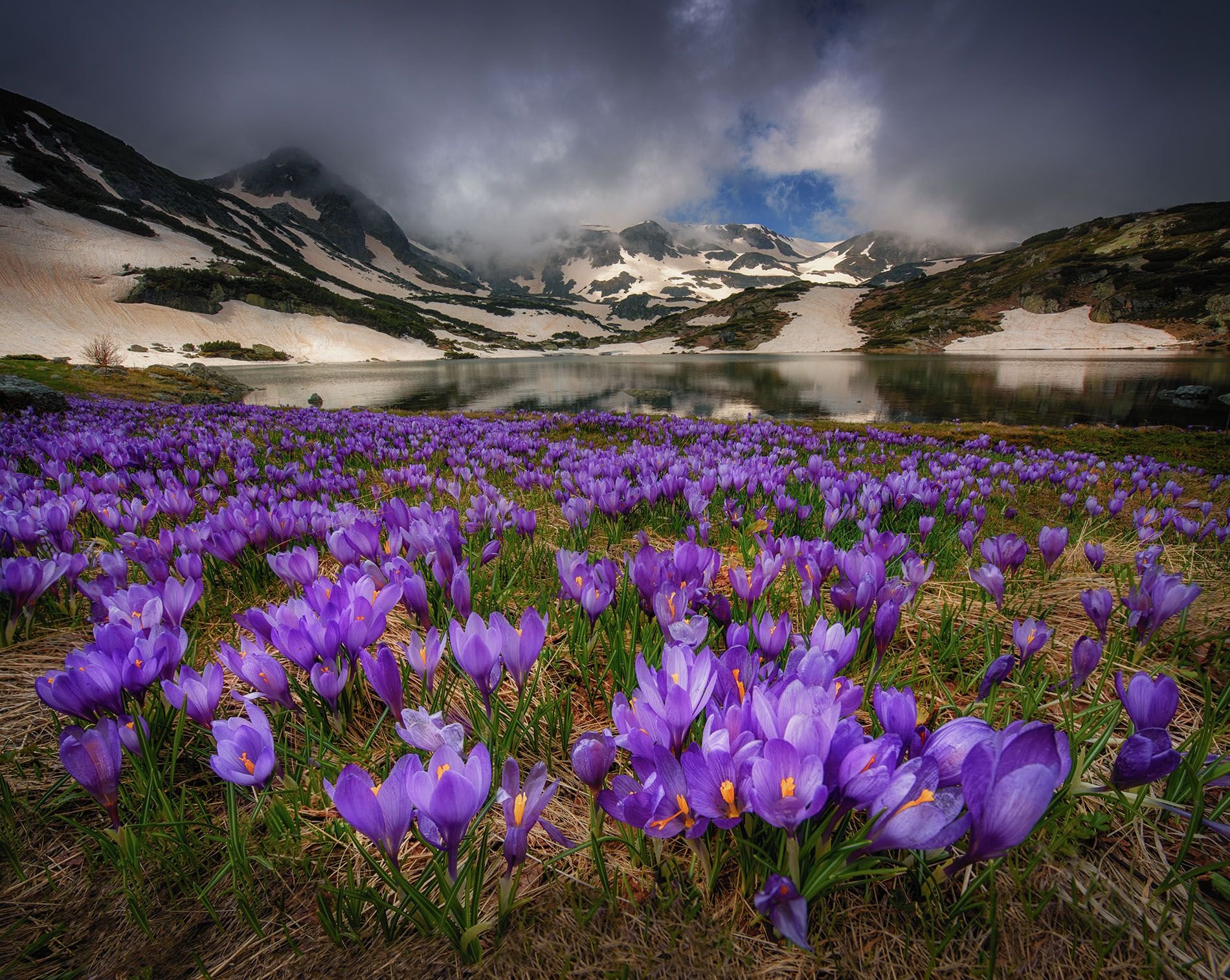 Крокус горный цветок Эльбрус