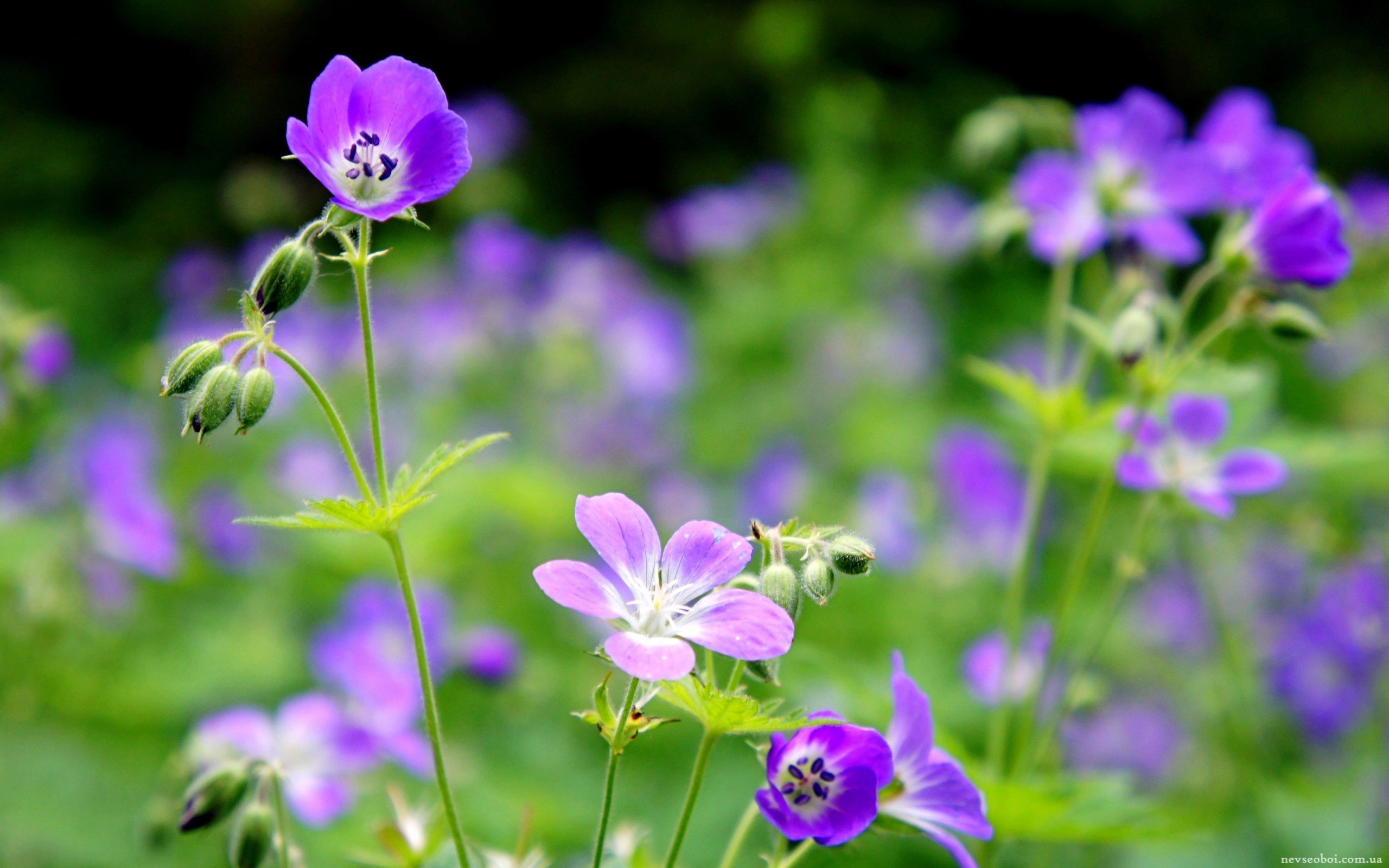 Лютик цветок Лесной фиолетовый