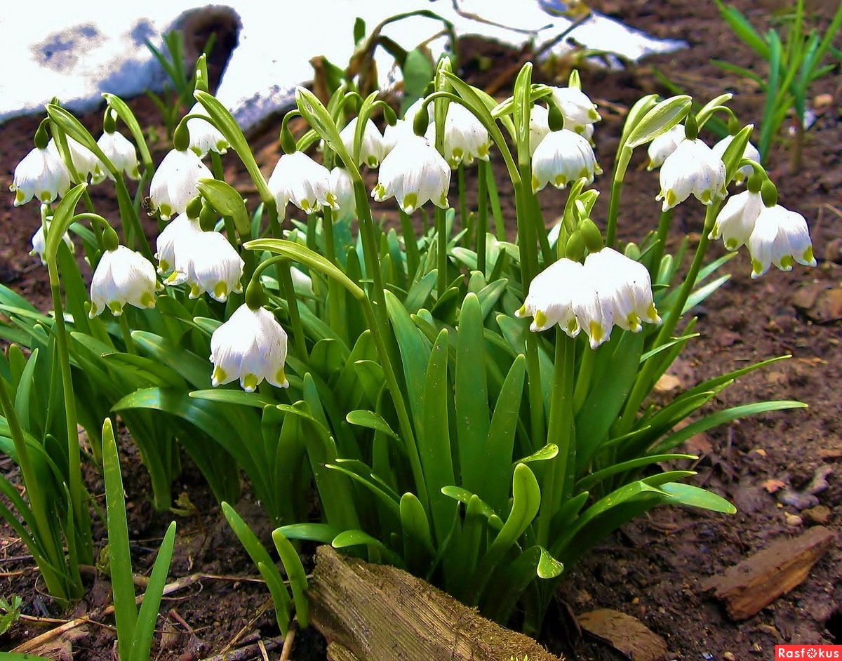 белые цветы луковичные фото название