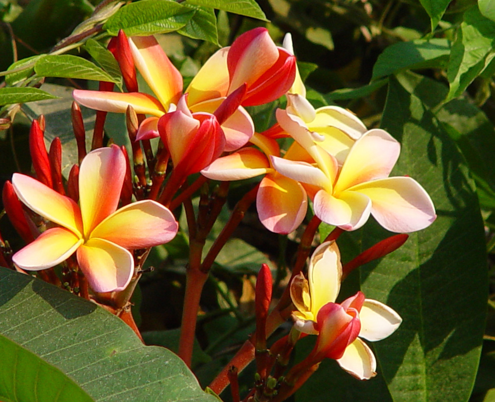 Цветы крупные тропические
