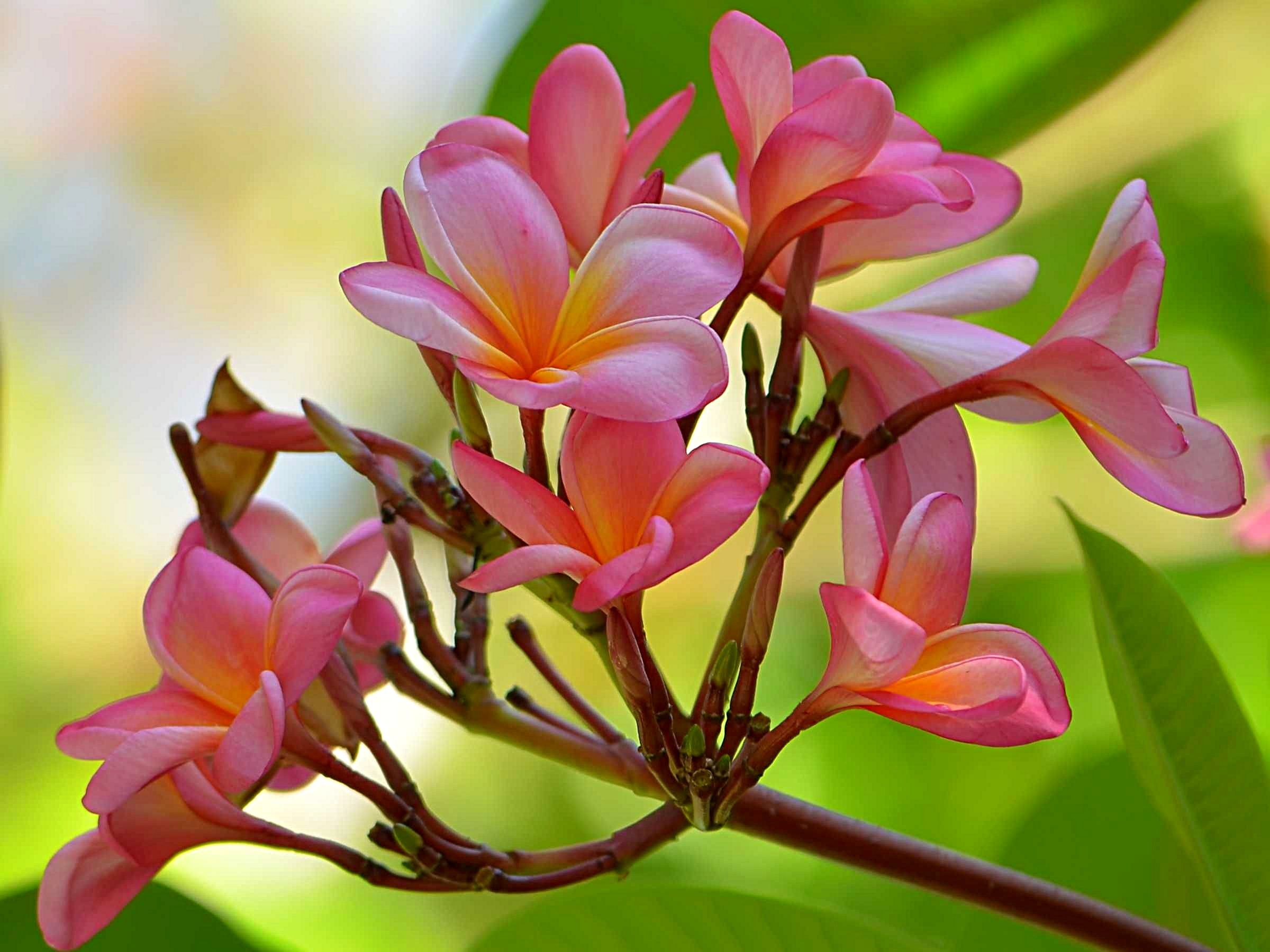 Уникальные тропические цветы