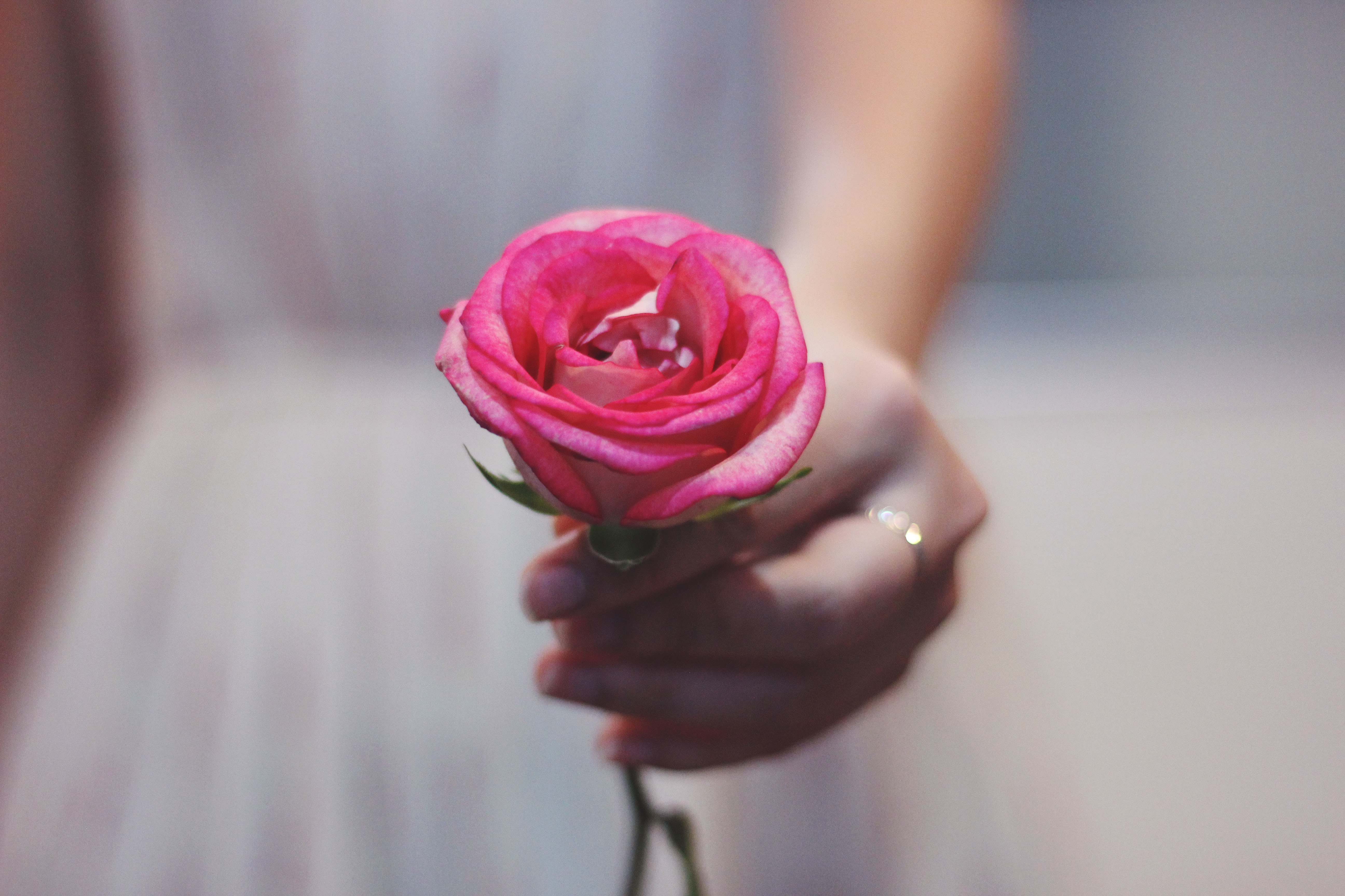 Цветы розы в руках