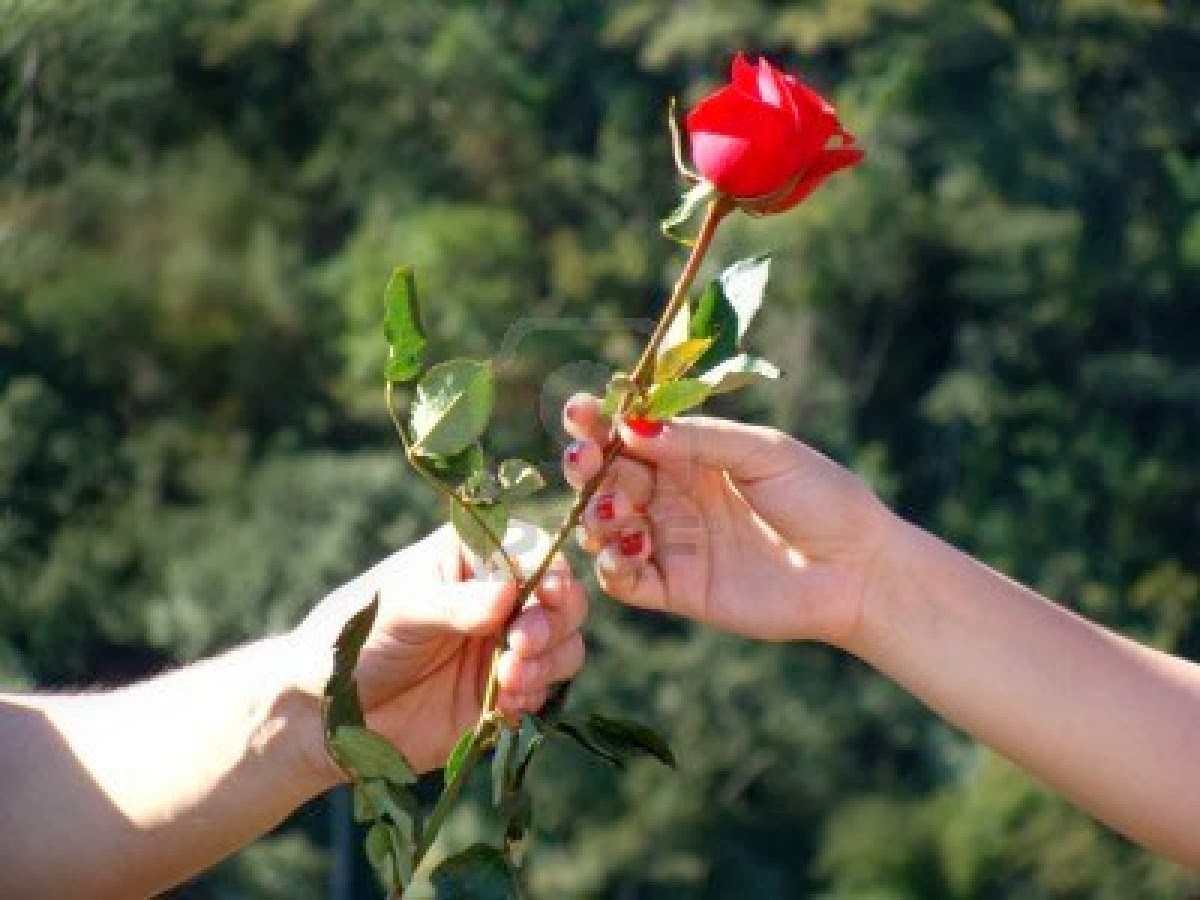 Рука дарит розу