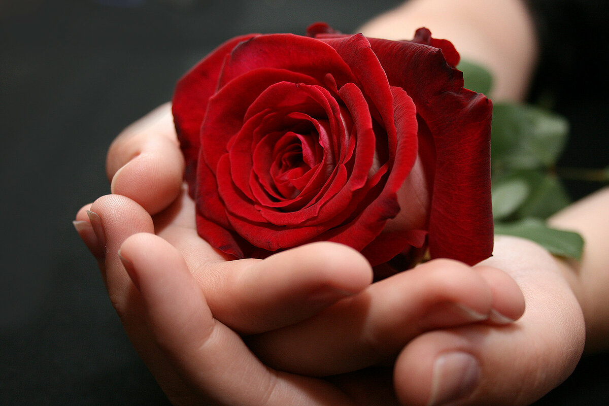 роза в руке фото красивые