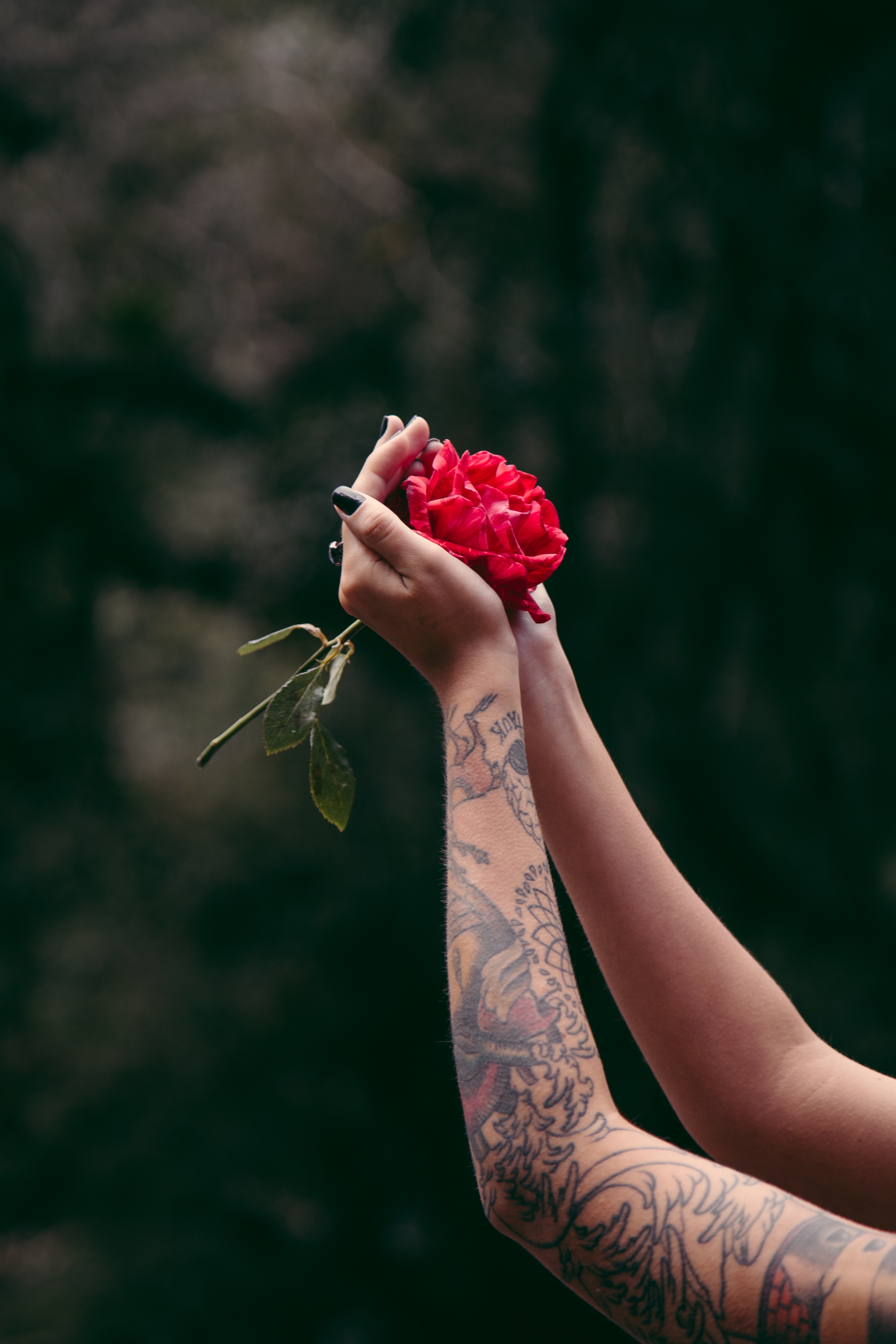 красивые картинки роза в руках