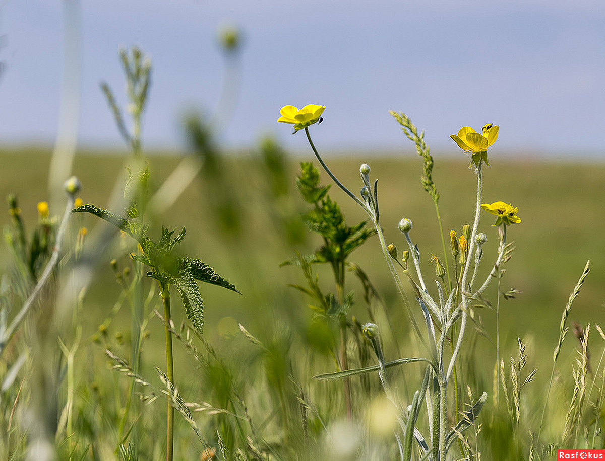 Желтые цветы степь Волгоградская область