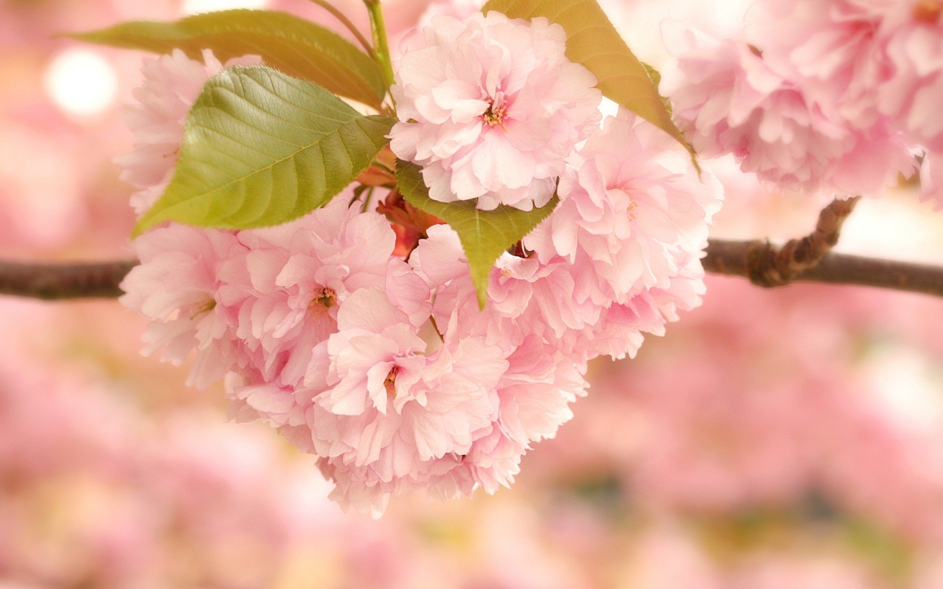 Розовые цветы Сакуры