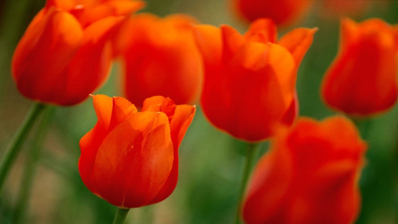 Тюльпаны оранжевого цвета