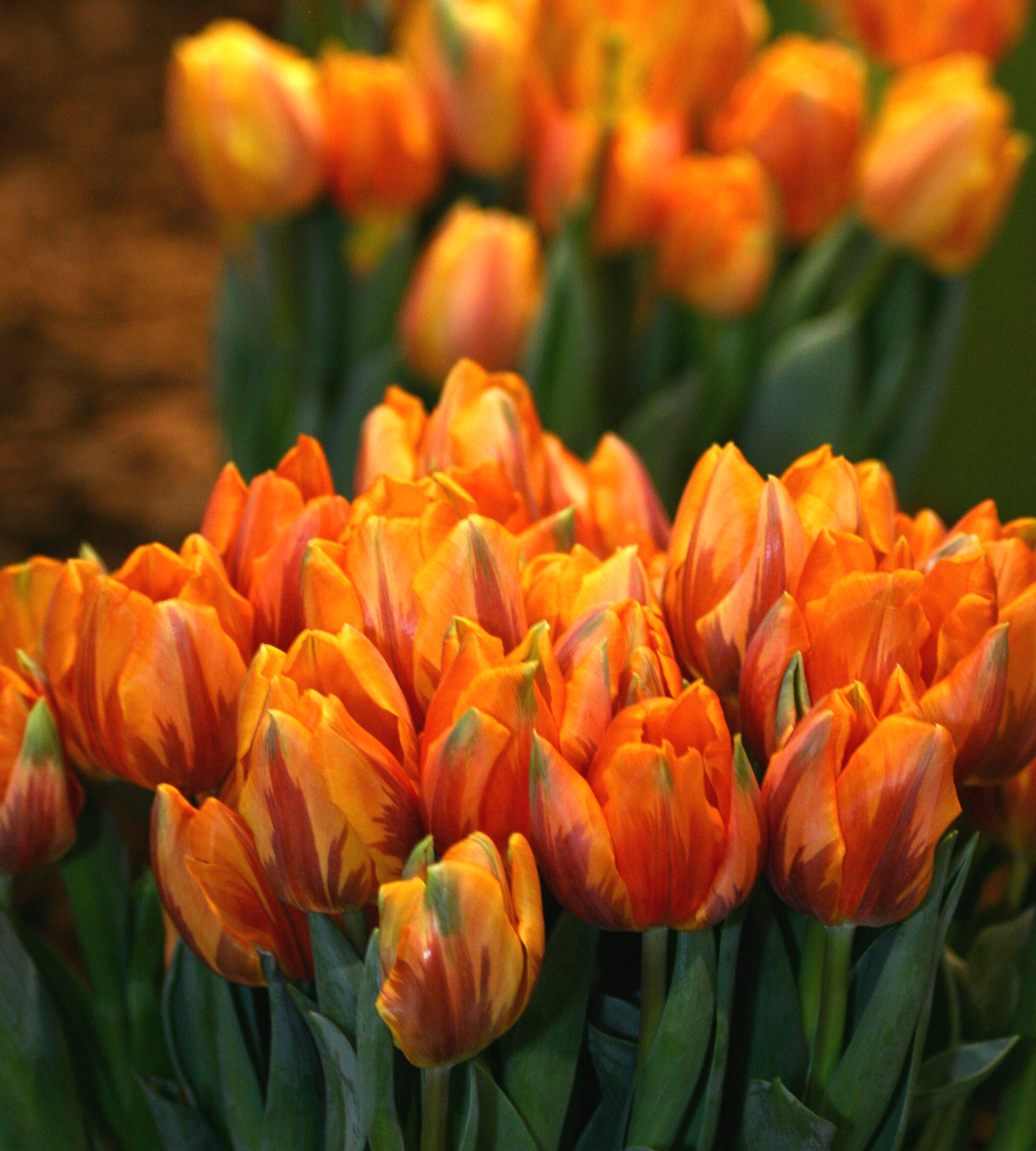 Тюльпаны Lalibela оранжевые